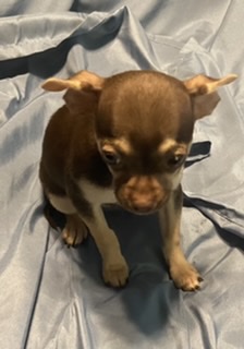 puppy, for, sale, Chihuahua, Judy  Lane-Hail, dog, breeder, Seminole, OK, dog-breeder, puppy-for-sale, forsale, nearby, find, puppyfind, locator, puppylocator, aca