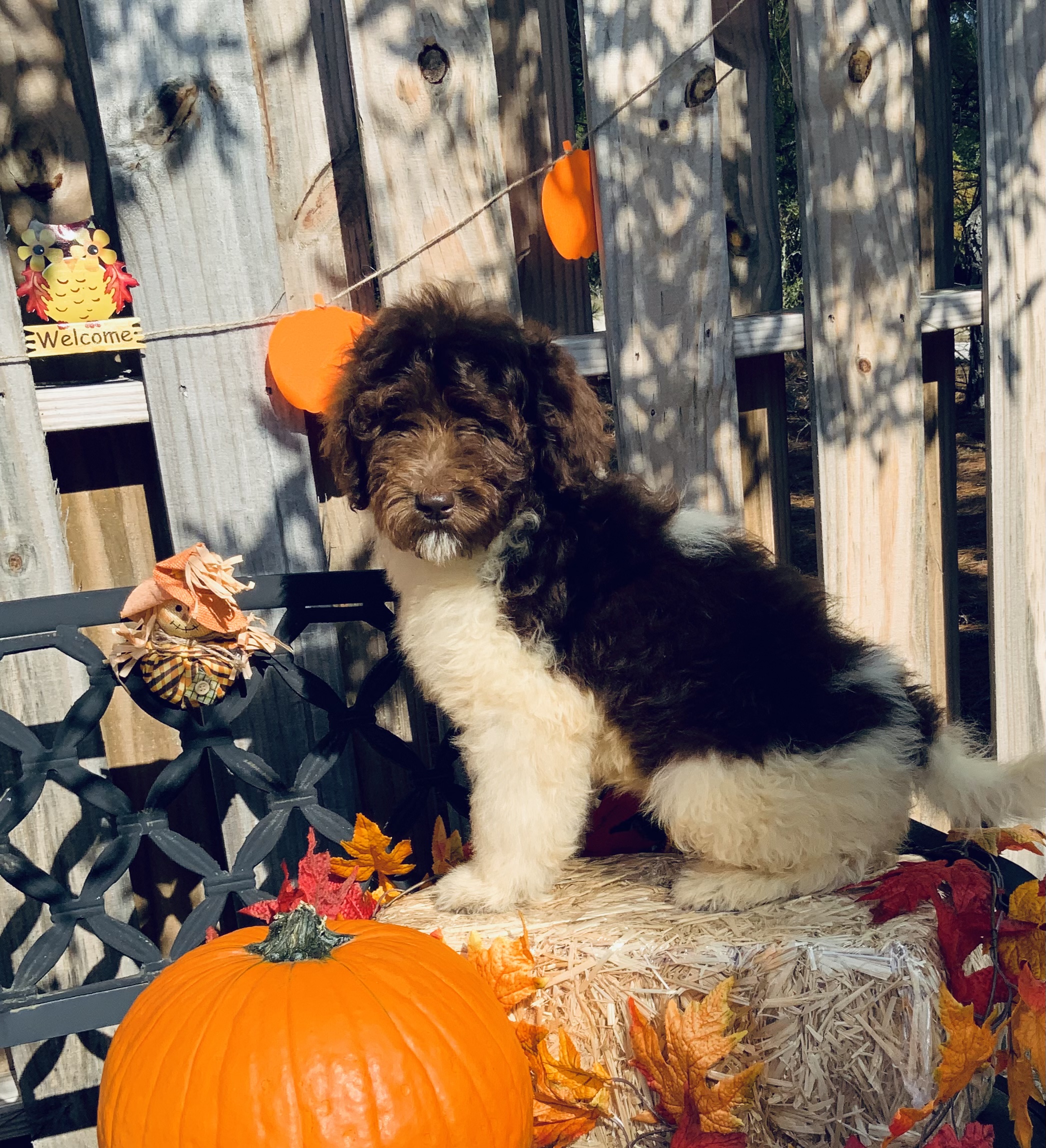 puppy, for, sale, Newfy Poo, Jorge  Negron, dog, breeder, Cameron, NC, dog-breeder, puppy-for-sale, forsale, nearby, find, puppyfind, locator, puppylocator, aca