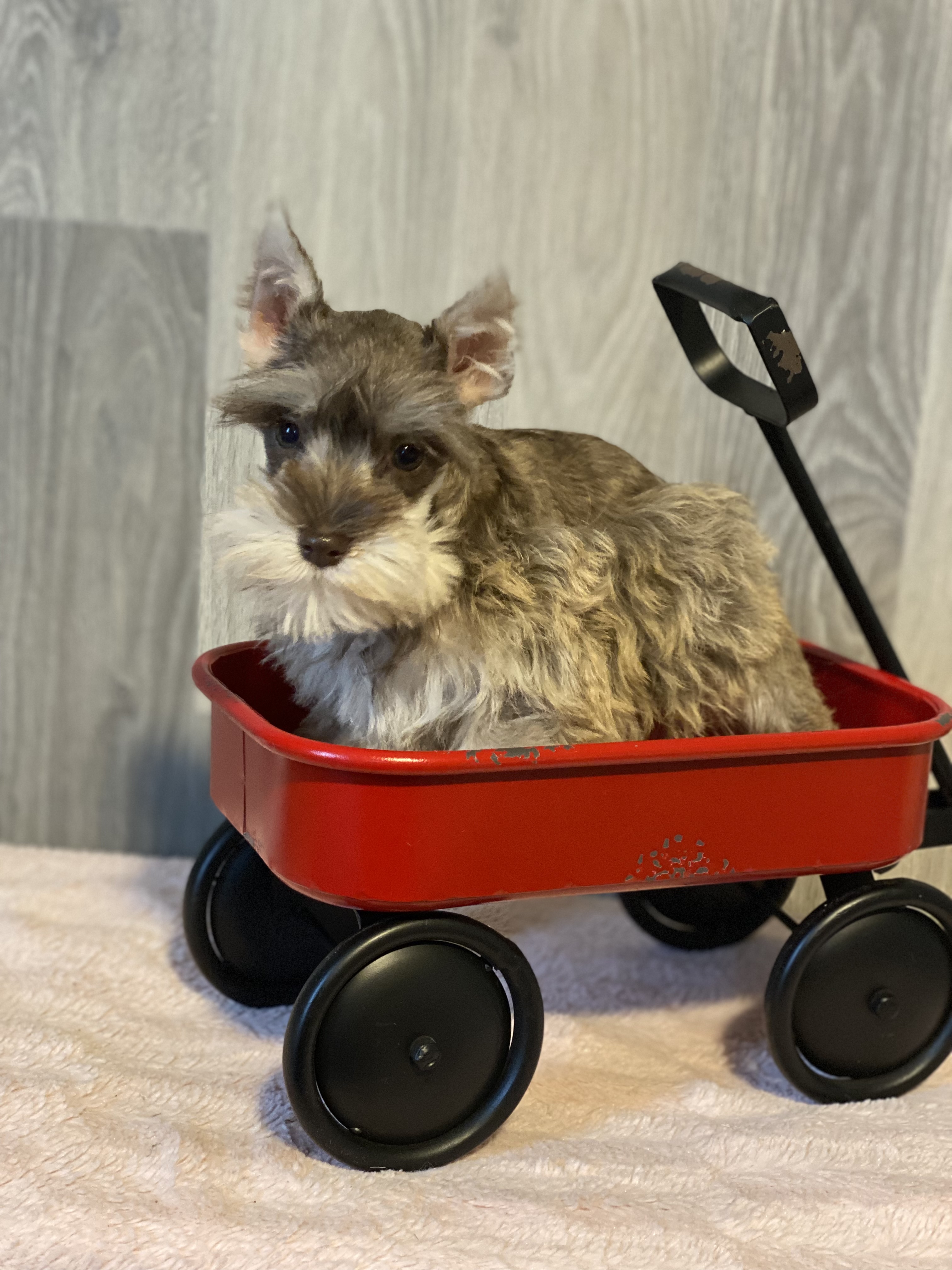 puppy, for, sale, Miniature Schnauzer, Curtis  Martin, dog, breeder, Seneca Falls, NY, dog-breeder, puppy-for-sale, forsale, nearby, find, puppyfind, locator, puppylocator, aca