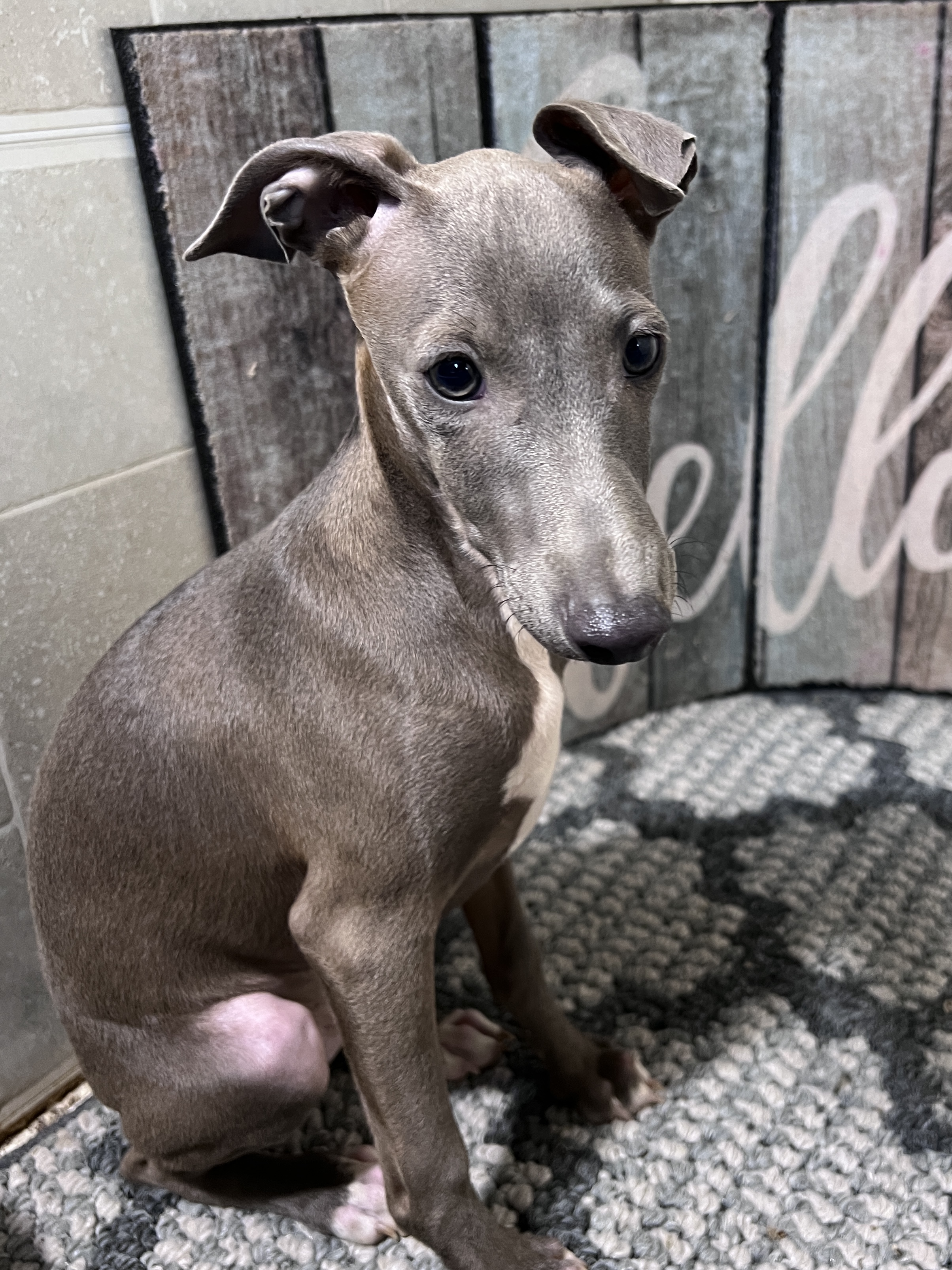 puppy, for, sale, Italian Greyhound, Kimberly  Dildine, dog, breeder, Willow Springs, MO, dog-breeder, puppy-for-sale, forsale, nearby, find, puppyfind, locator, puppylocator, aca