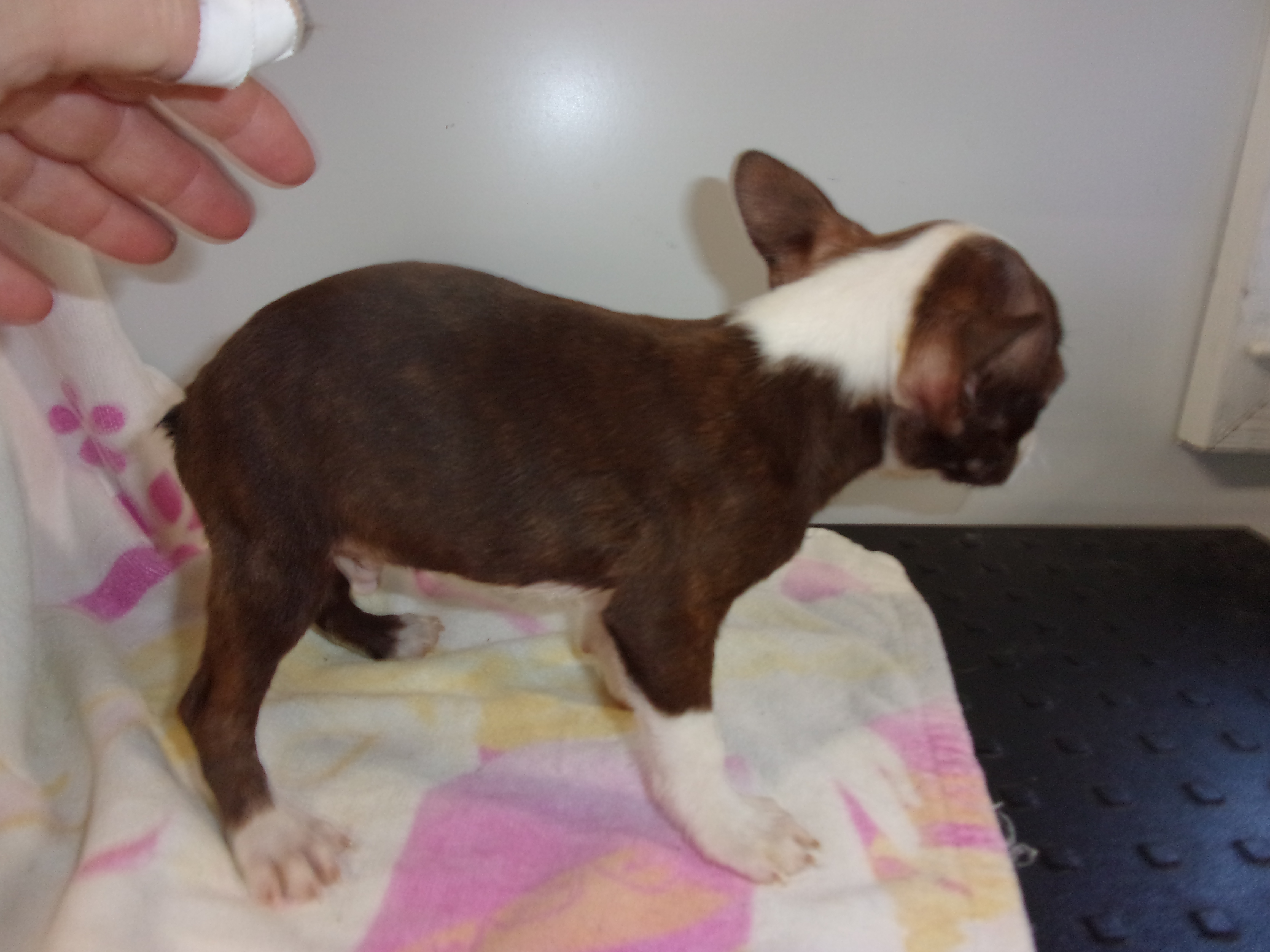 puppy, for, sale, Boston Terrier, Gayle  Baker, dog, breeder, Minneapolis, KS, dog-breeder, puppy-for-sale, forsale, nearby, find, puppyfind, locator, puppylocator, aca