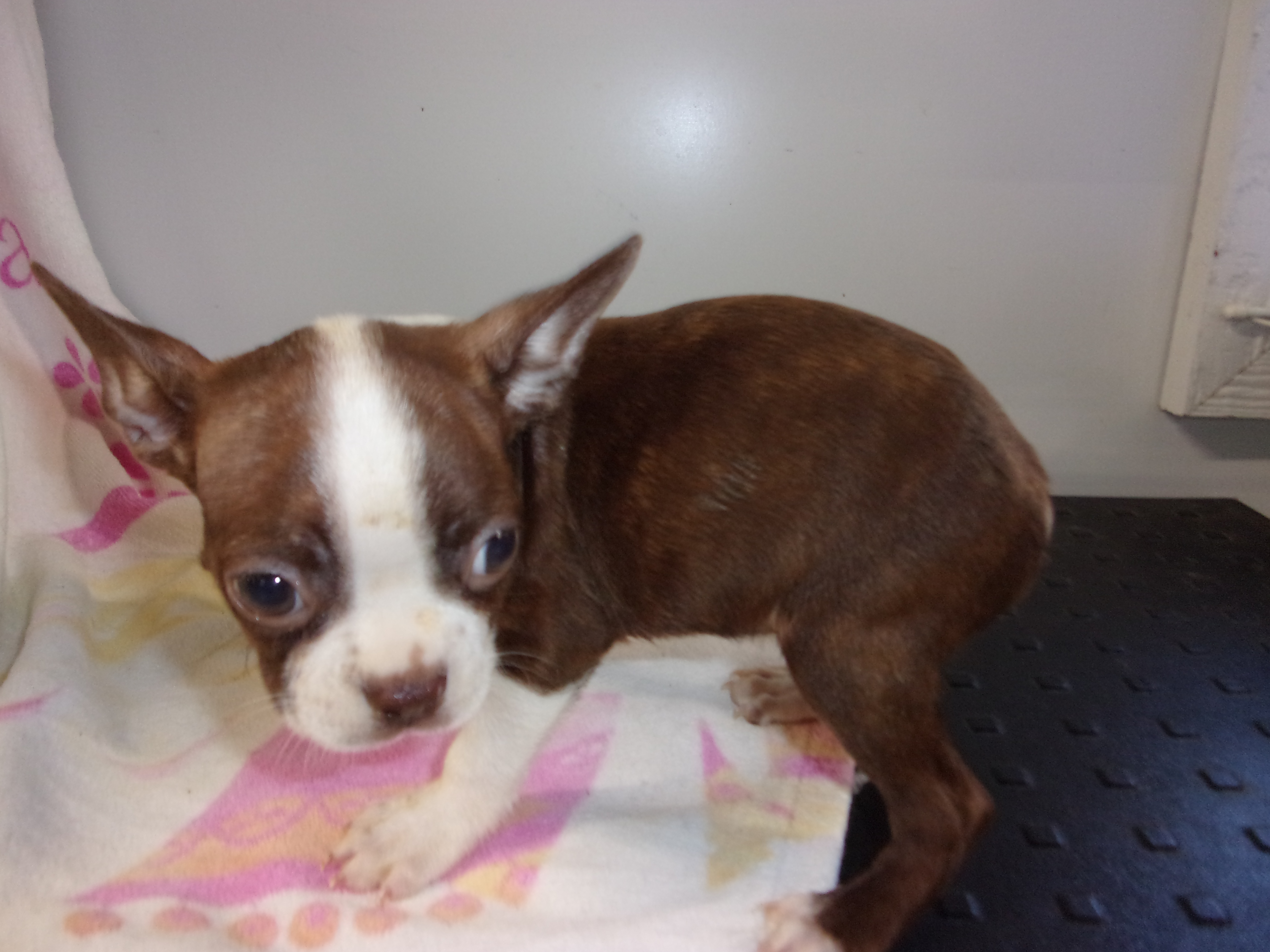 puppy, for, sale, Boston Terrier, Gayle  Baker, dog, breeder, Minneapolis, KS, dog-breeder, puppy-for-sale, forsale, nearby, find, puppyfind, locator, puppylocator, aca