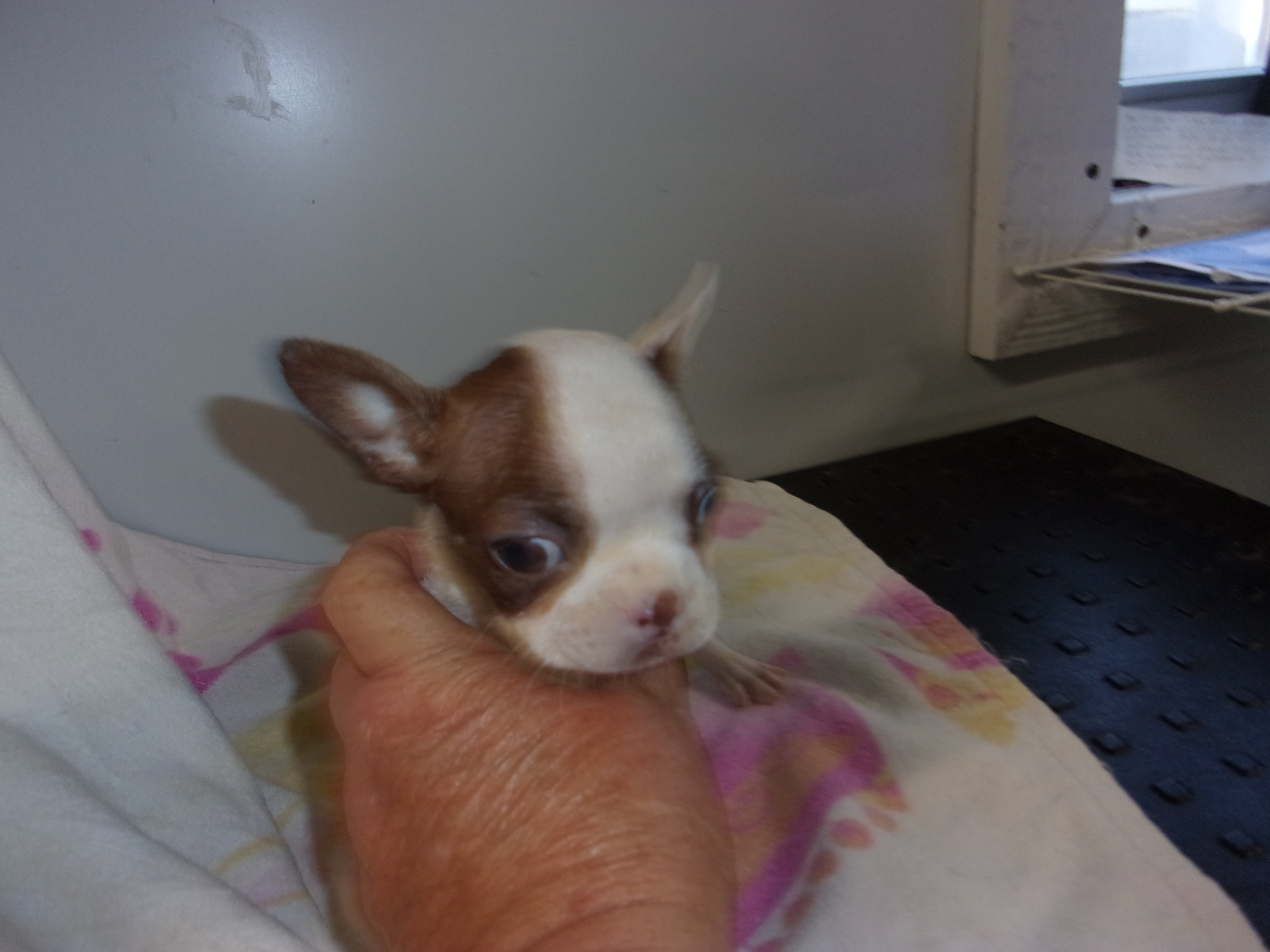 puppy, for, sale, Boston Terrier, Gayle  Baker, dog, breeder, Minneapolis, KS, dog-breeder, puppy-for-sale, forsale, nearby, find, puppyfind, locator, puppylocator, aca