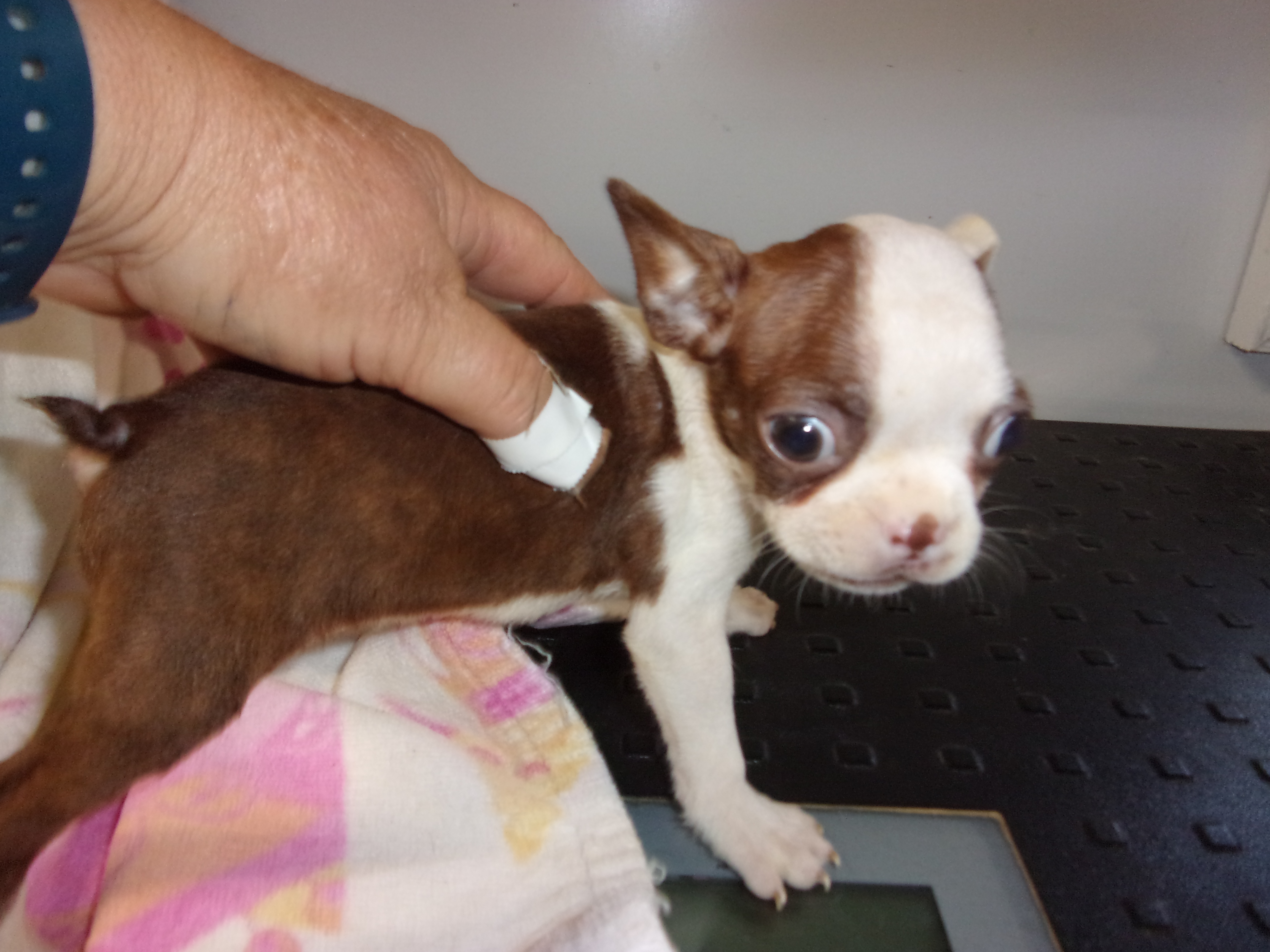 puppy, for, sale, Boston Terrier, Gayle  Baker, dog, breeder, Minneapolis, KS, dog-breeder, puppy-for-sale, forsale, nearby, find, puppyfind, locator, puppylocator, aca