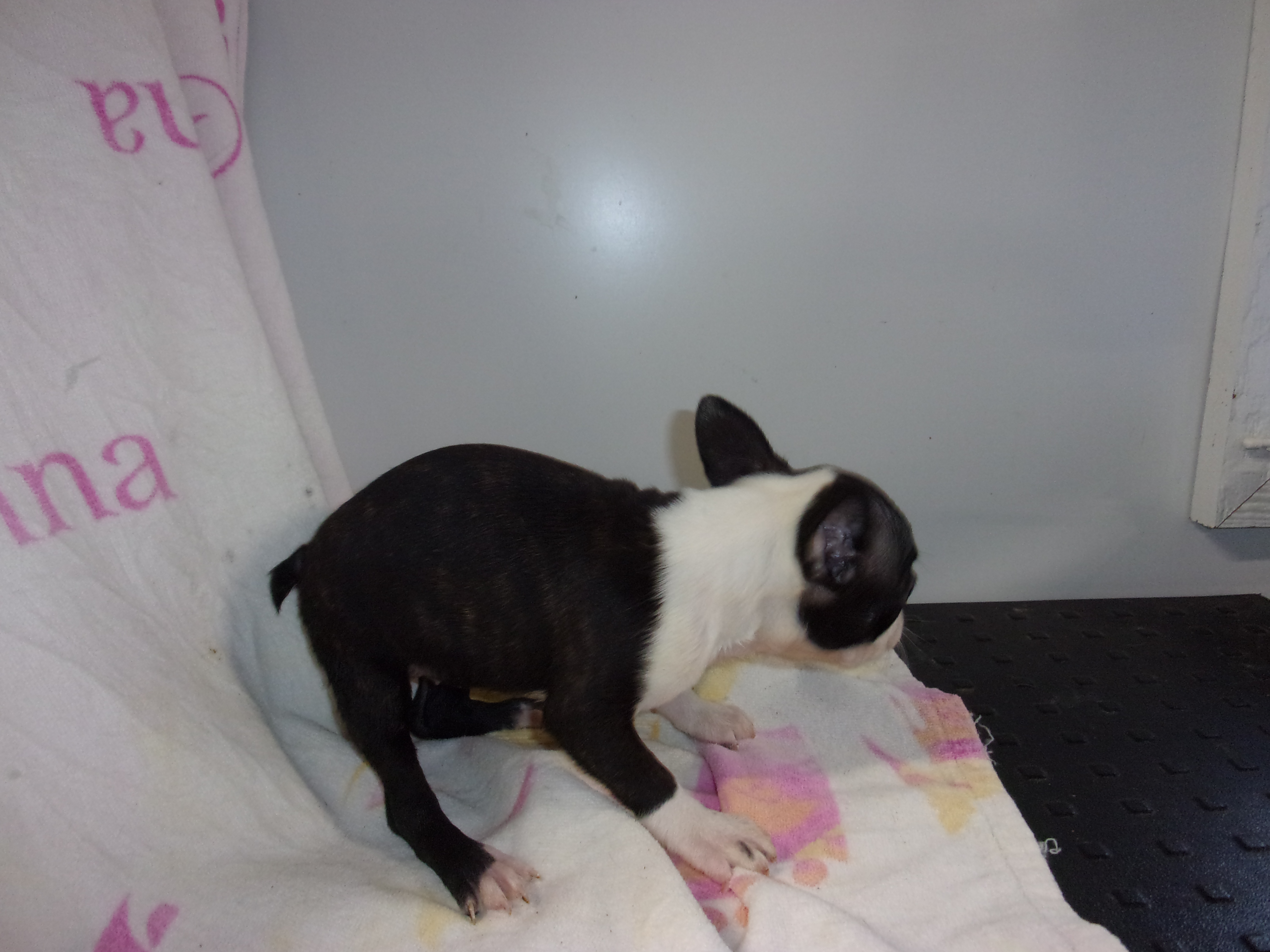 puppy, for, sale, Boston Terrier, Gayle  Baker, dog, breeder, Minneapolis, KS, dog-breeder, puppy-for-sale, forsale, nearby, find, puppyfind, locator, puppylocator, aca