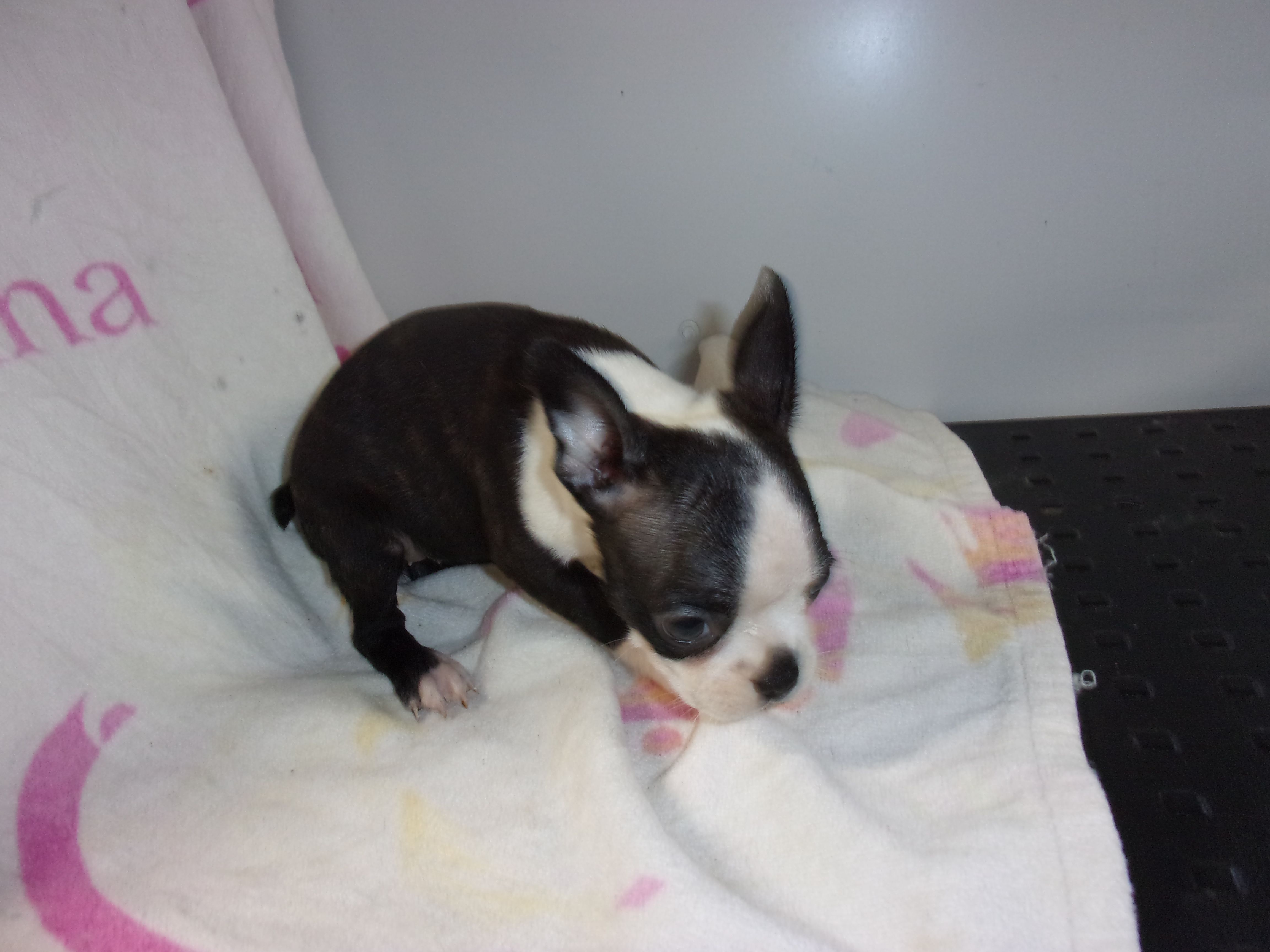 puppy, for, sale, Boston Terrier, Gayle  Baker, dog, breeder, Minneapolis, KS, dog-breeder, puppy-for-sale, forsale, nearby, find, puppyfind, locator, puppylocator, aca