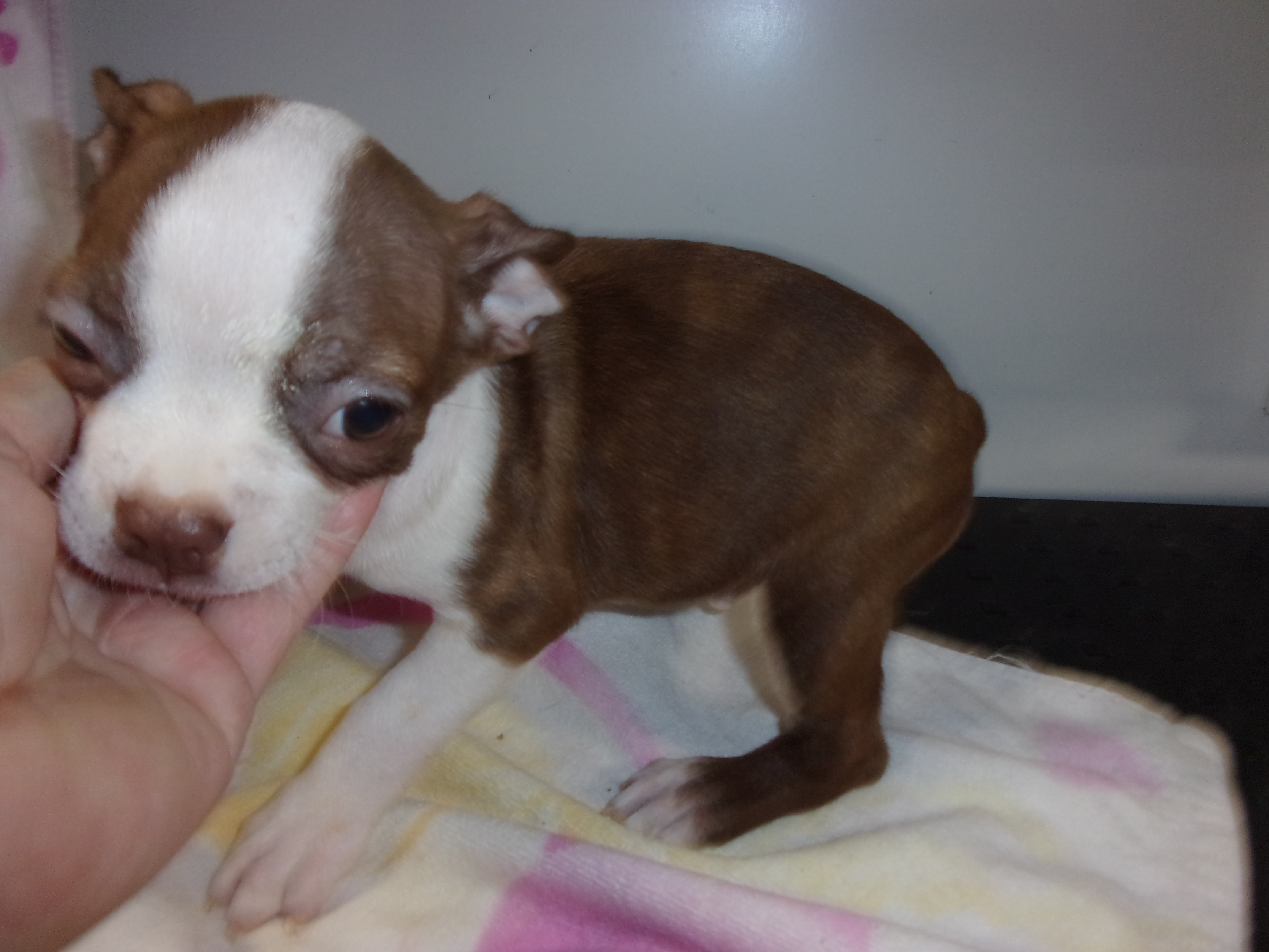 puppy, for, sale, Boston Terrier, Gayle  Baker, dog, breeder, Minneapolis, KS, dog-breeder, puppy-for-sale, forsale, nearby, find, puppyfind, locator, puppylocator, aca