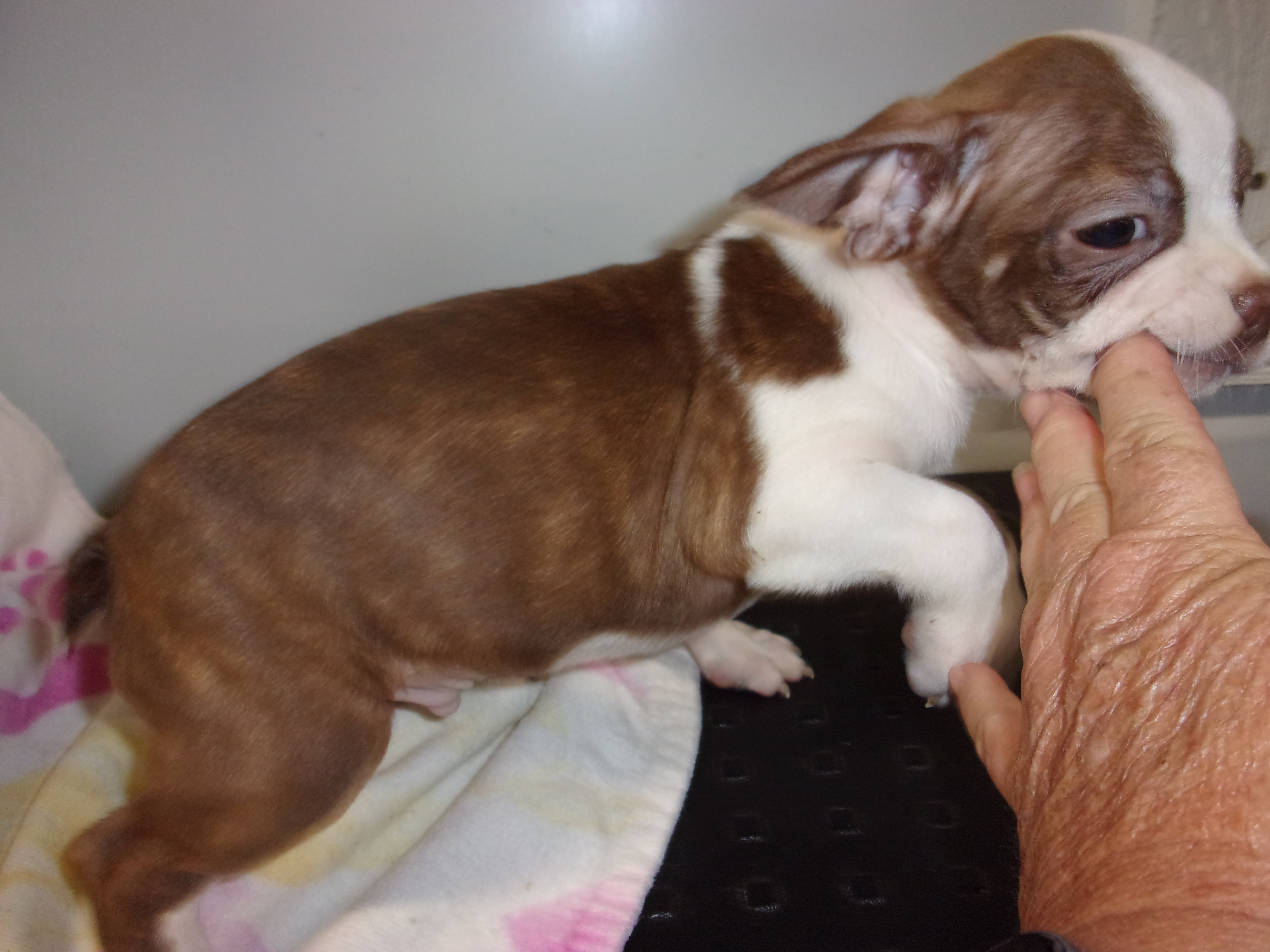 puppy, for, sale, Boston Terrier, Gayle  Baker, dog, breeder, Minneapolis, KS, dog-breeder, puppy-for-sale, forsale, nearby, find, puppyfind, locator, puppylocator, aca