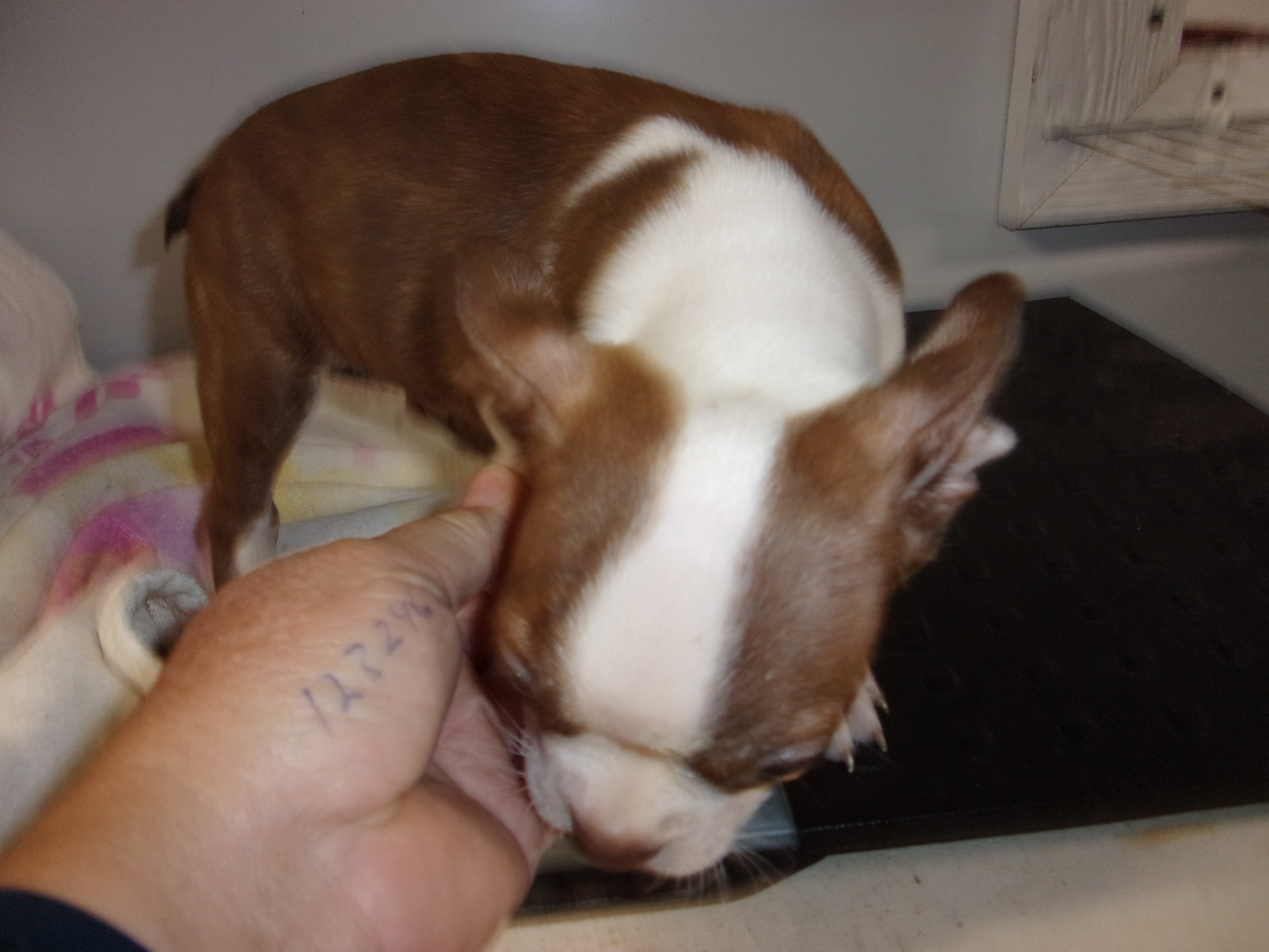 puppy, for, sale, Boston Terrier, Gayle  Baker, dog, breeder, Minneapolis, KS, dog-breeder, puppy-for-sale, forsale, nearby, find, puppyfind, locator, puppylocator, aca