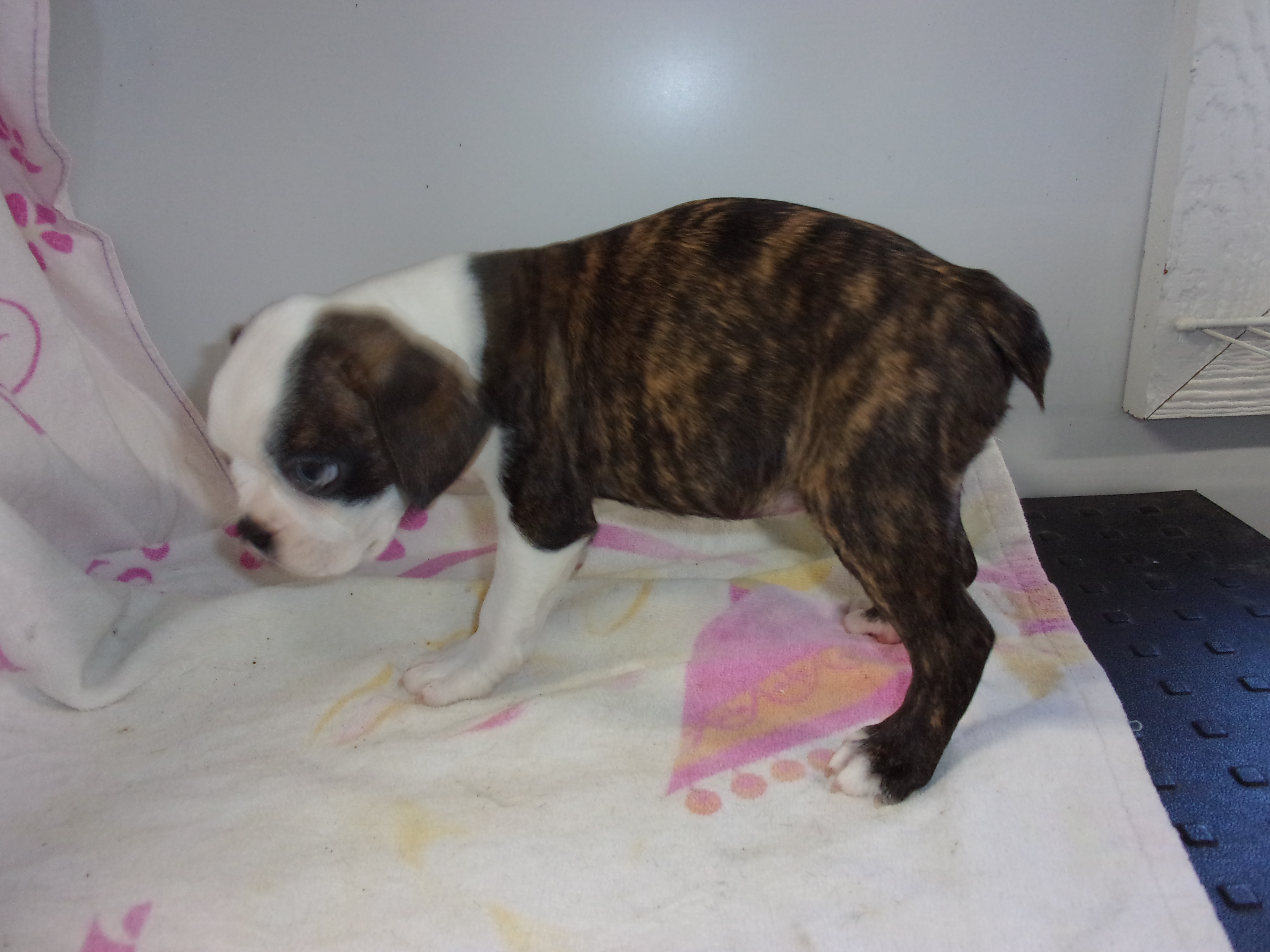 puppy, for, sale, Boston Terrier, Gayle  Baker, dog, breeder, Minneapolis, KS, dog-breeder, puppy-for-sale, forsale, nearby, find, puppyfind, locator, puppylocator, aca