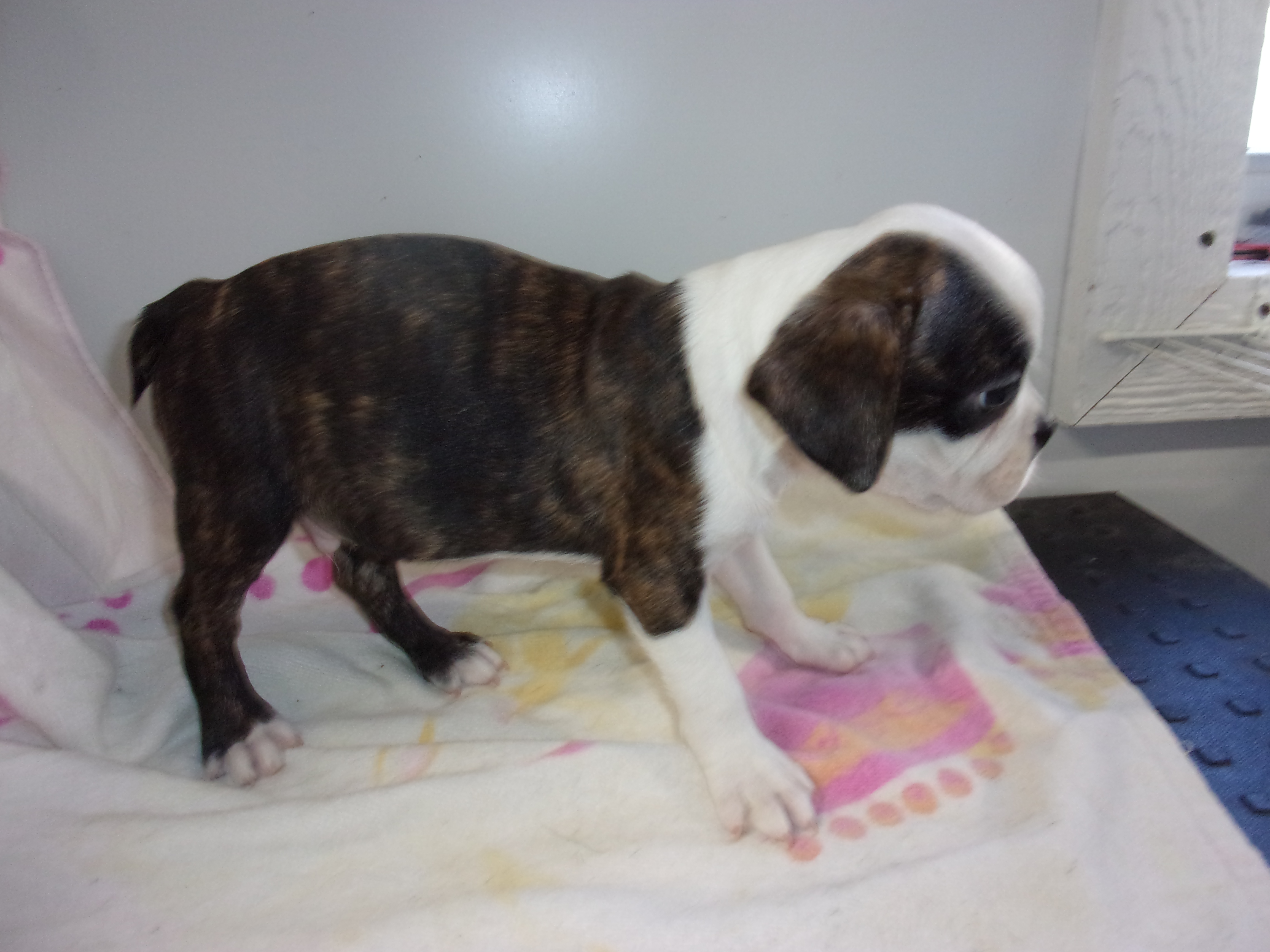 puppy, for, sale, Boston Terrier, Gayle  Baker, dog, breeder, Minneapolis, KS, dog-breeder, puppy-for-sale, forsale, nearby, find, puppyfind, locator, puppylocator, aca