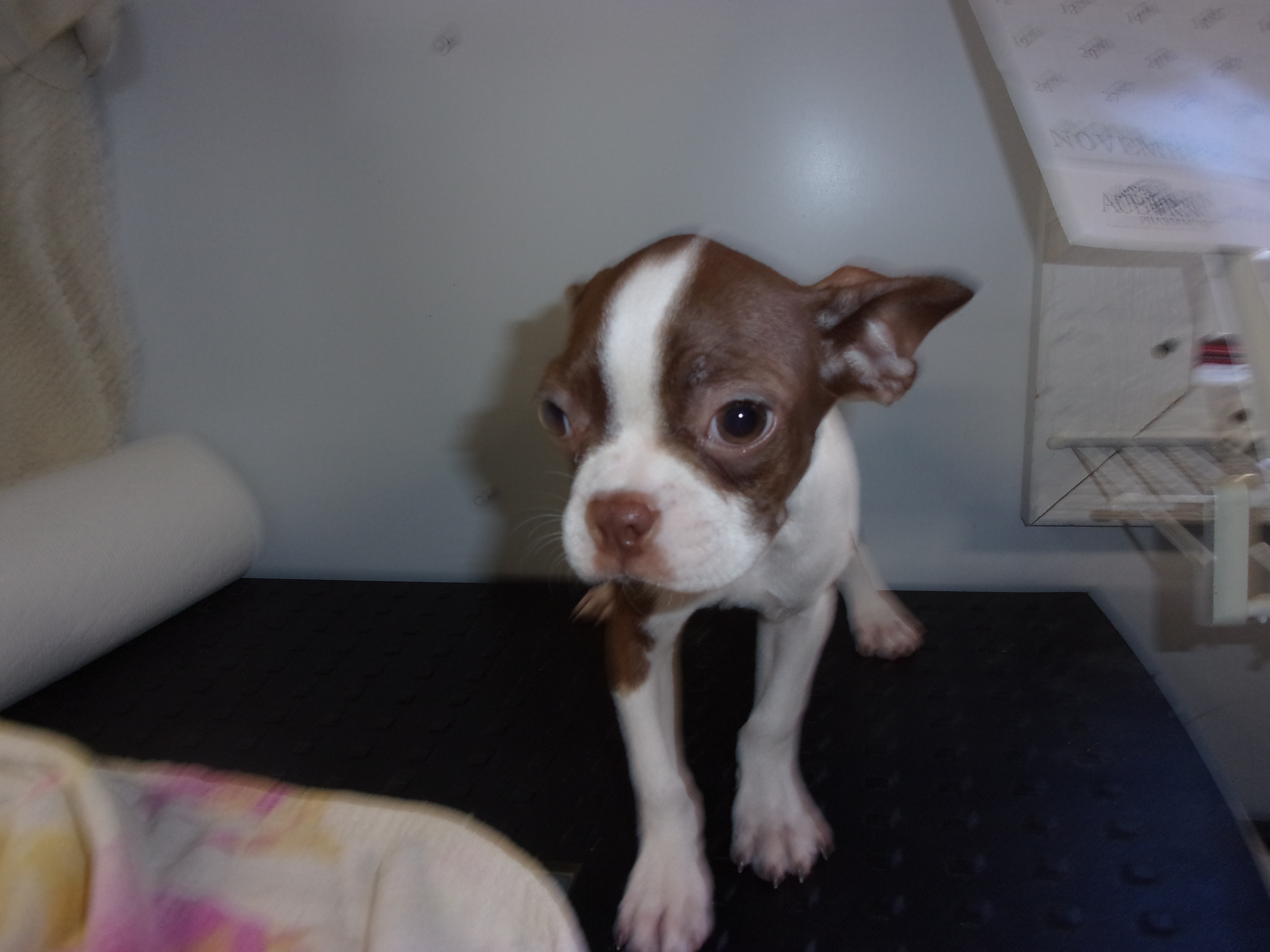 puppy, for, sale, Boston Terrier, Gayle  Baker, dog, breeder, Minneapolis, KS, dog-breeder, puppy-for-sale, forsale, nearby, find, puppyfind, locator, puppylocator, aca