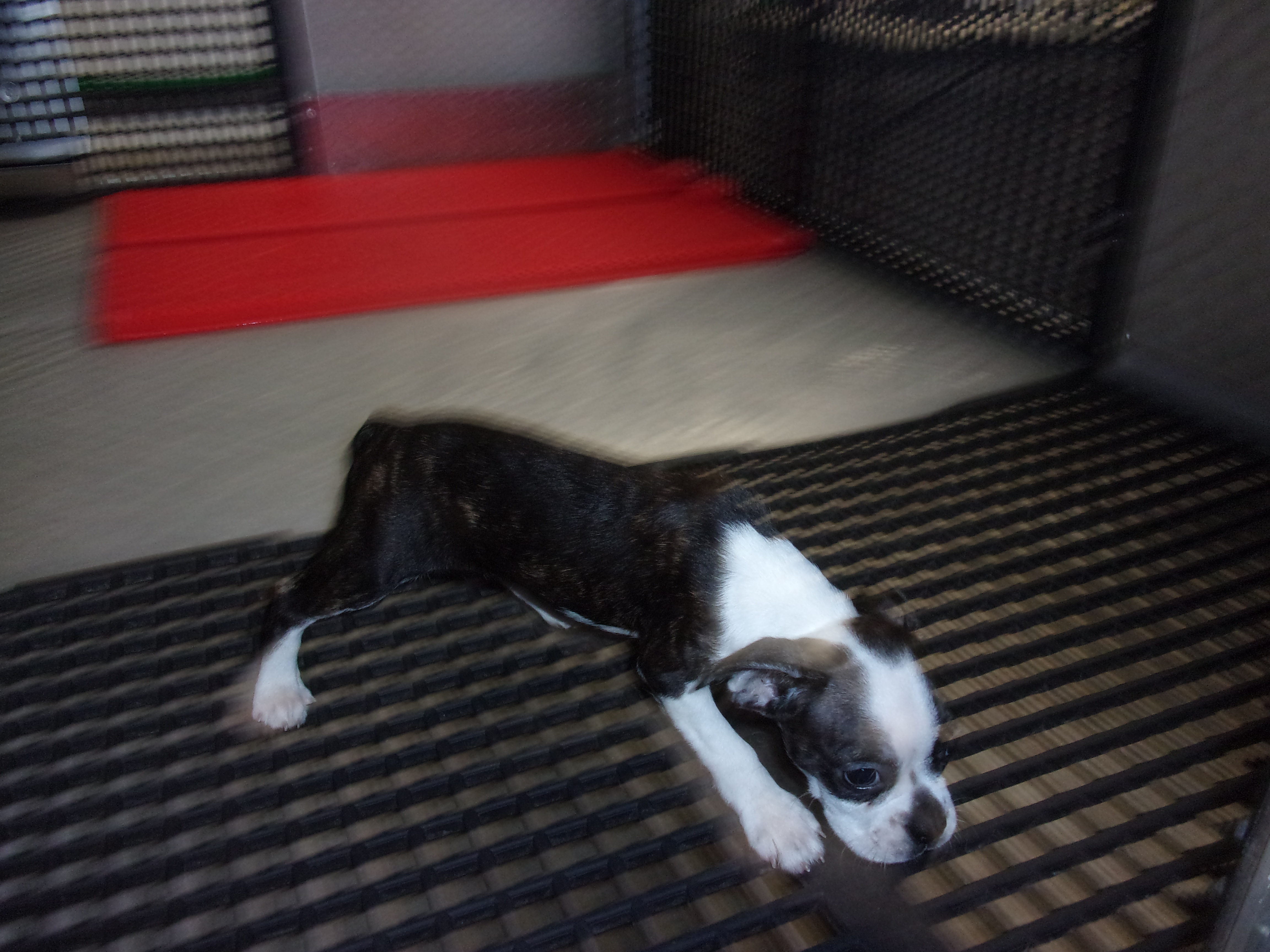 puppy, for, sale, Boston Terrier, Gayle  Baker, dog, breeder, Minneapolis, KS, dog-breeder, puppy-for-sale, forsale, nearby, find, puppyfind, locator, puppylocator, aca