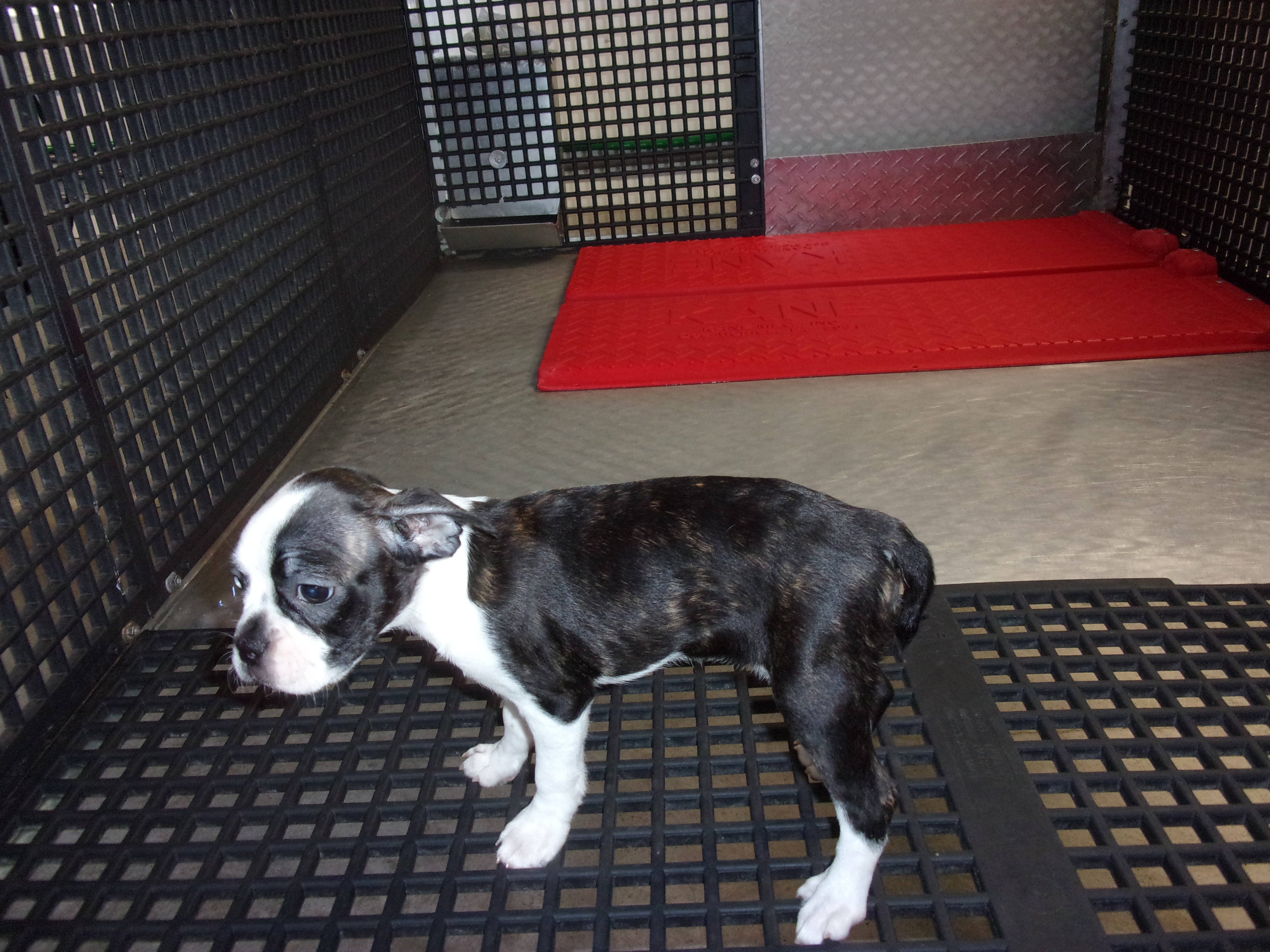 puppy, for, sale, Boston Terrier, Gayle  Baker, dog, breeder, Minneapolis, KS, dog-breeder, puppy-for-sale, forsale, nearby, find, puppyfind, locator, puppylocator, aca