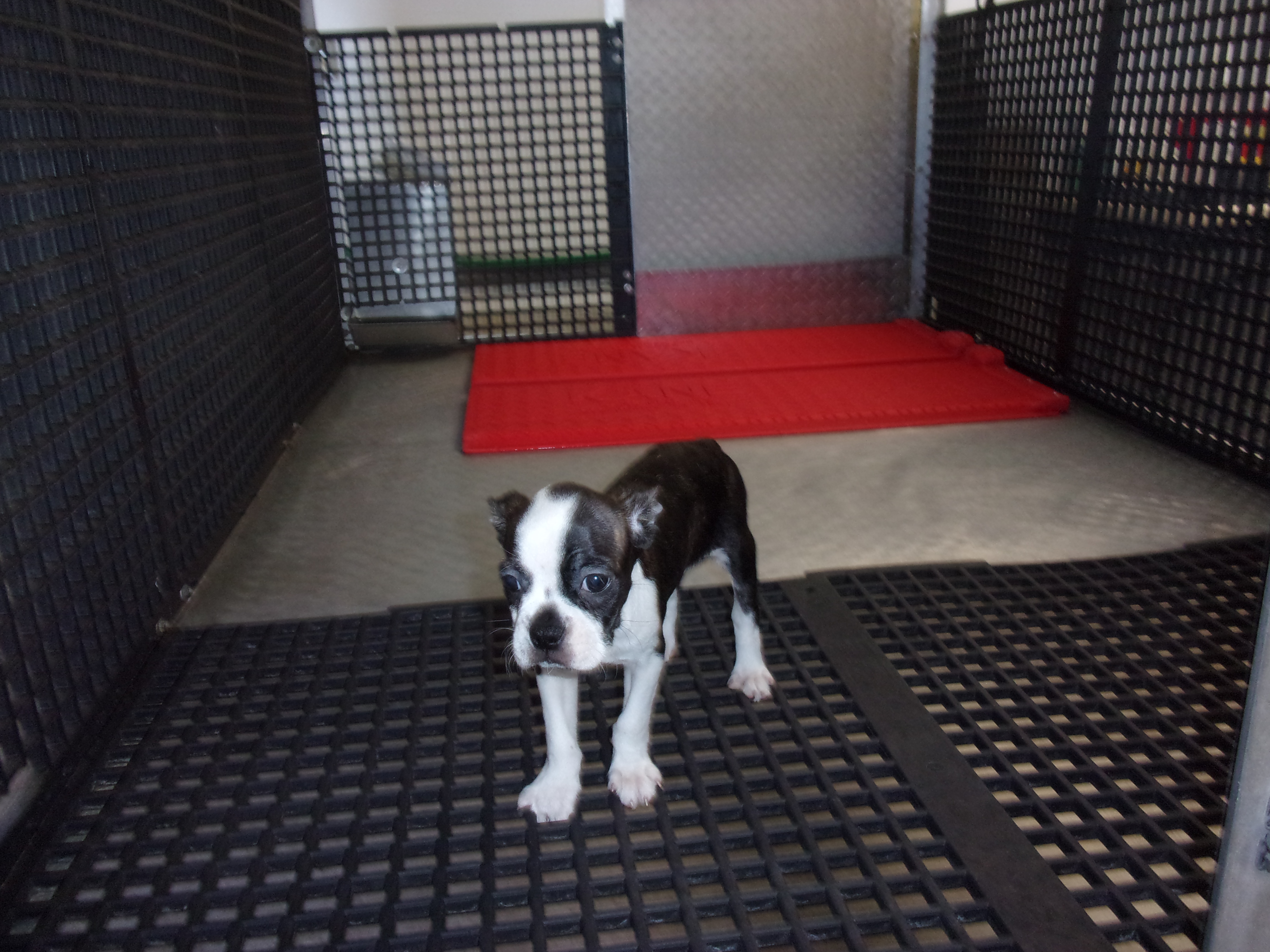 puppy, for, sale, Boston Terrier, Gayle  Baker, dog, breeder, Minneapolis, KS, dog-breeder, puppy-for-sale, forsale, nearby, find, puppyfind, locator, puppylocator, aca