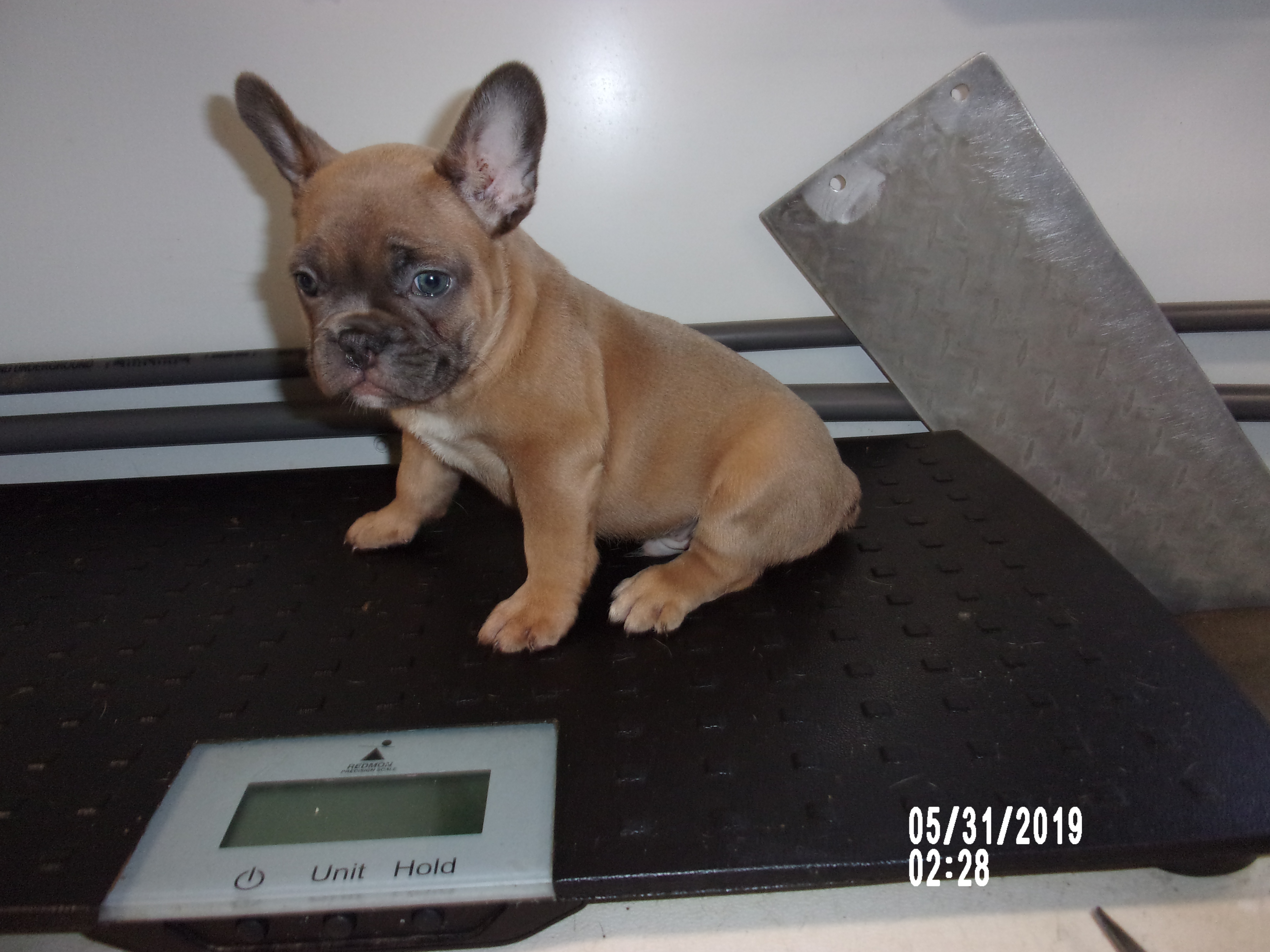 French Bulldog Puppies For Sale Dog Breeder 6427695 827575