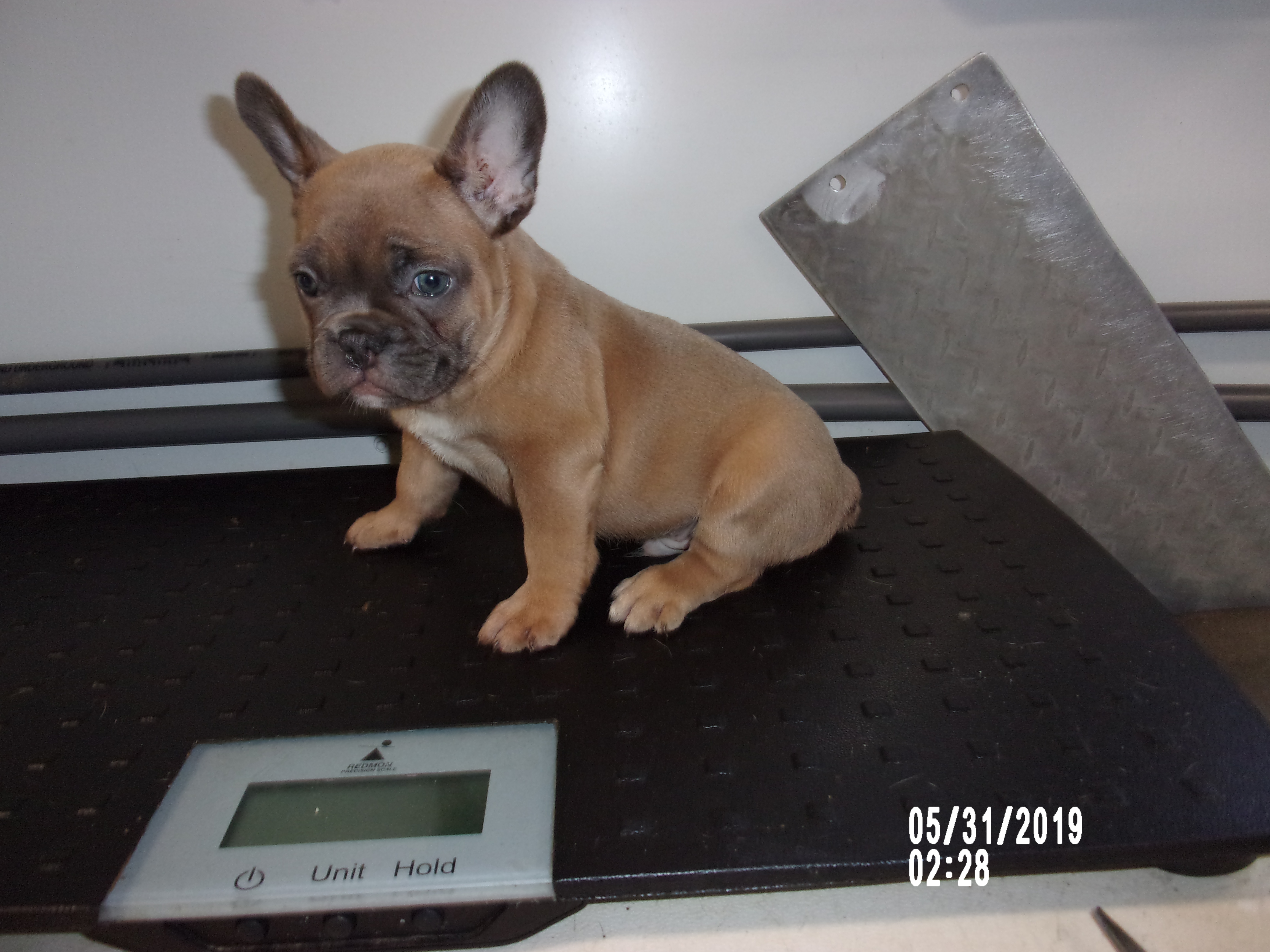 french bulldog for sale puppyfind