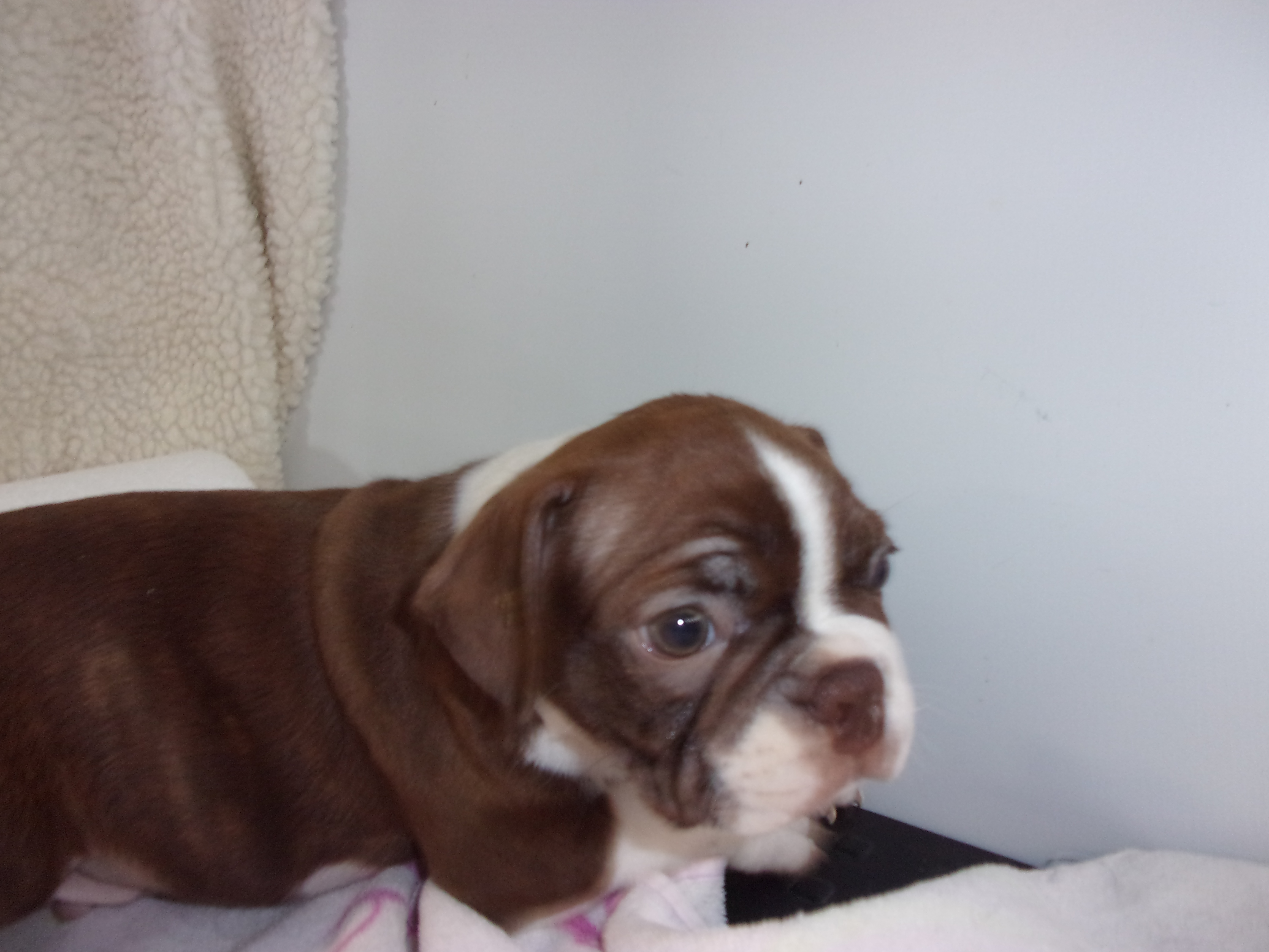 puppy, for, sale, Boston Terrier, Gayle  Baker, dog, breeder, Minneapolis, KS, dog-breeder, puppy-for-sale, forsale, nearby, find, puppyfind, locator, puppylocator, aca