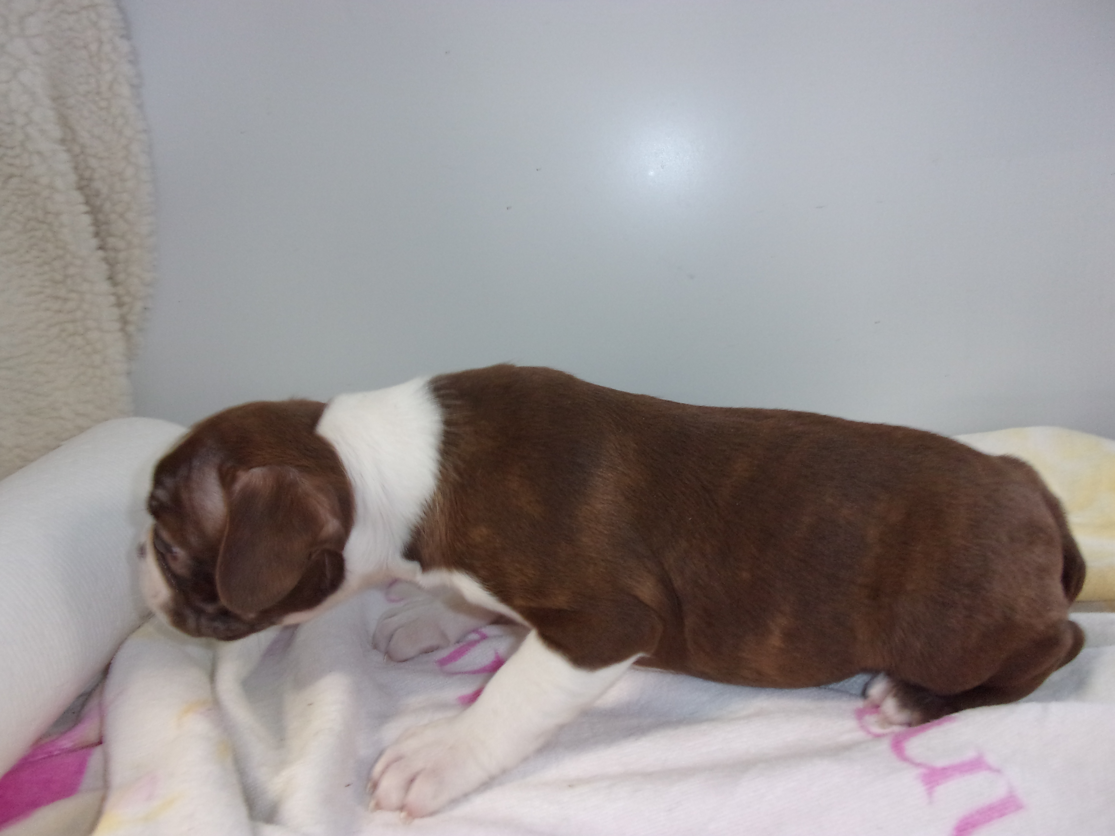 puppy, for, sale, Boston Terrier, Gayle  Baker, dog, breeder, Minneapolis, KS, dog-breeder, puppy-for-sale, forsale, nearby, find, puppyfind, locator, puppylocator, aca