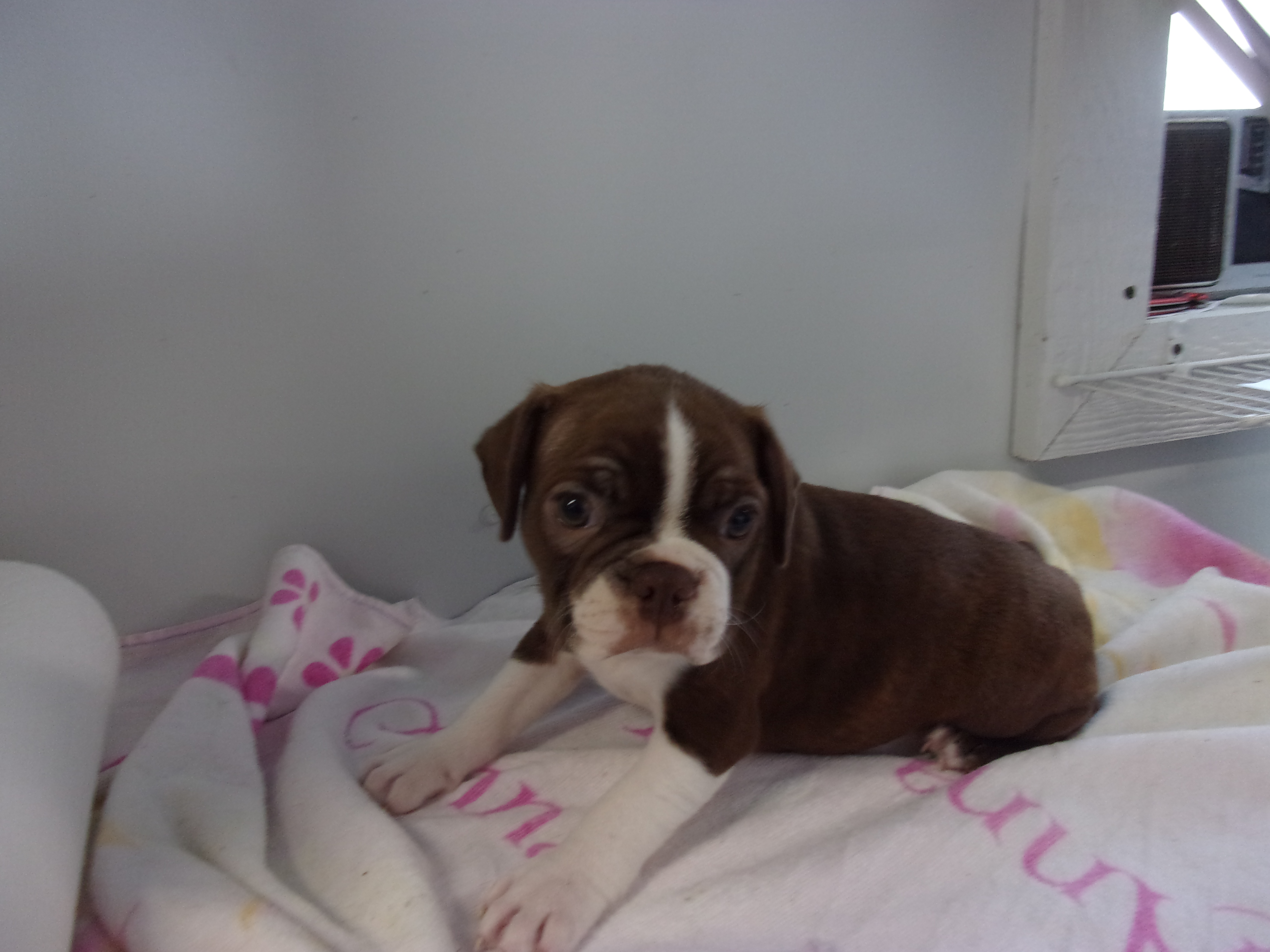 puppy, for, sale, Boston Terrier, Gayle  Baker, dog, breeder, Minneapolis, KS, dog-breeder, puppy-for-sale, forsale, nearby, find, puppyfind, locator, puppylocator, aca