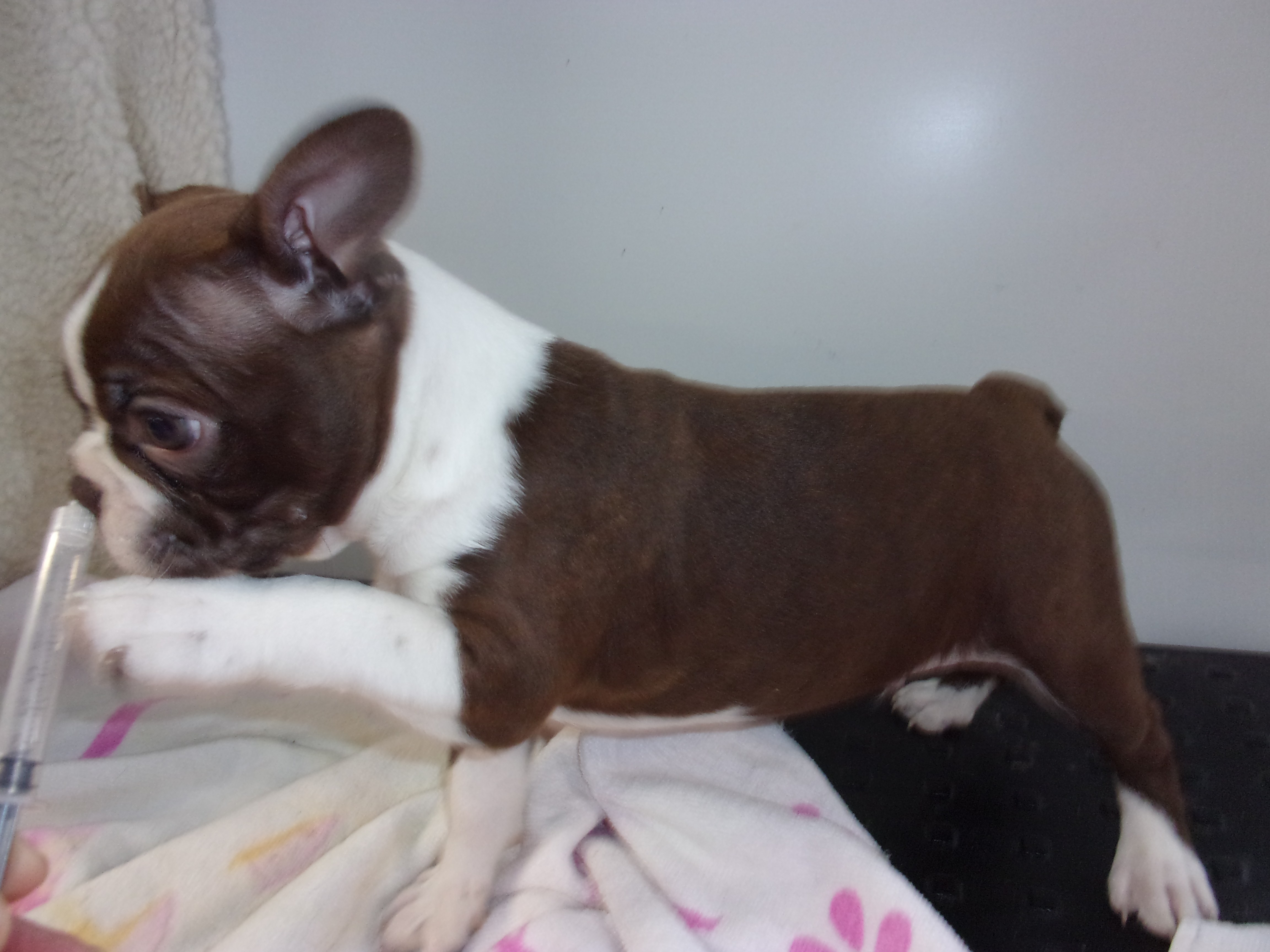 puppy, for, sale, Boston Terrier, Gayle  Baker, dog, breeder, Minneapolis, KS, dog-breeder, puppy-for-sale, forsale, nearby, find, puppyfind, locator, puppylocator, aca