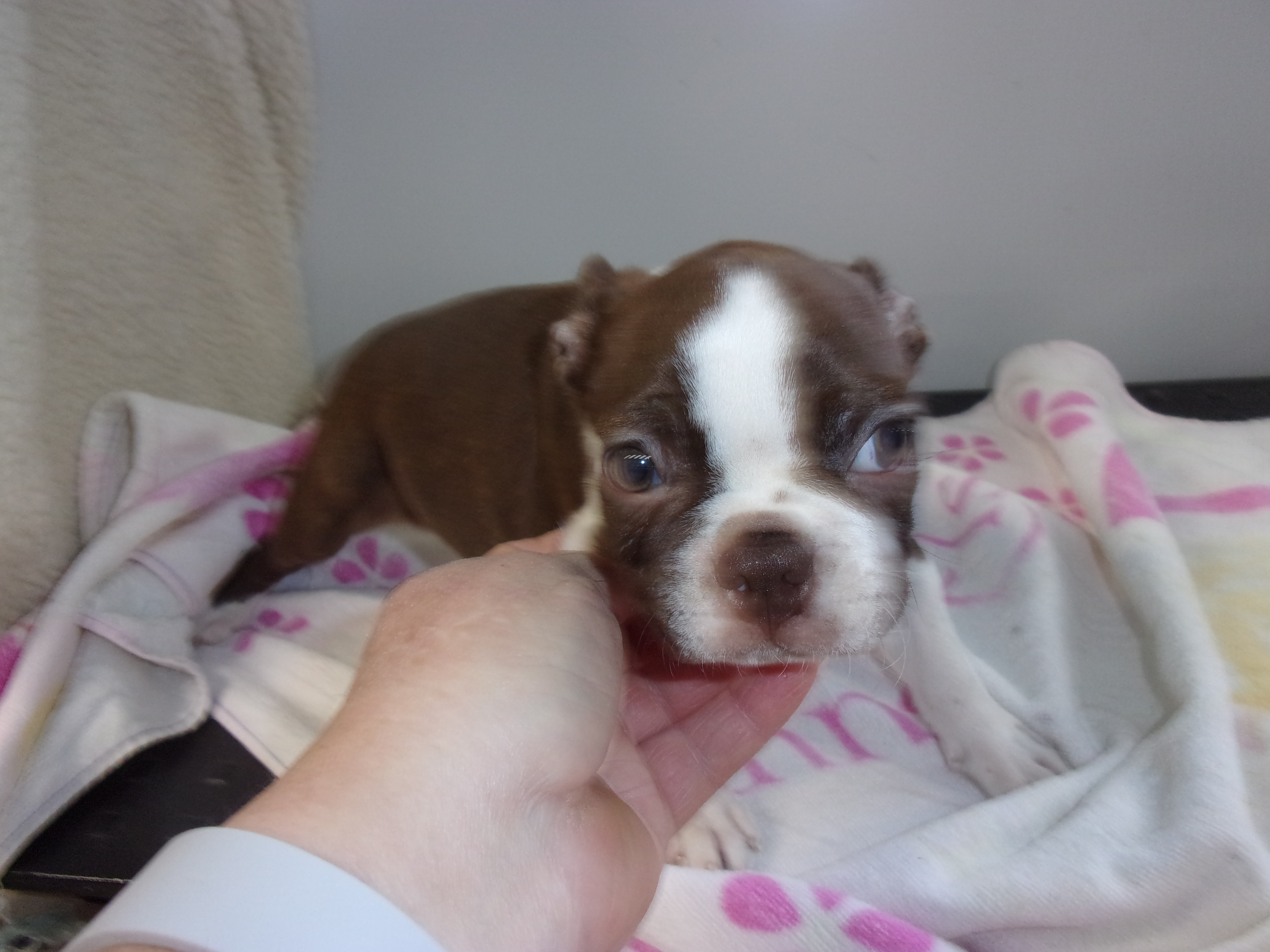 puppy, for, sale, Boston Terrier, Gayle  Baker, dog, breeder, Minneapolis, KS, dog-breeder, puppy-for-sale, forsale, nearby, find, puppyfind, locator, puppylocator, aca