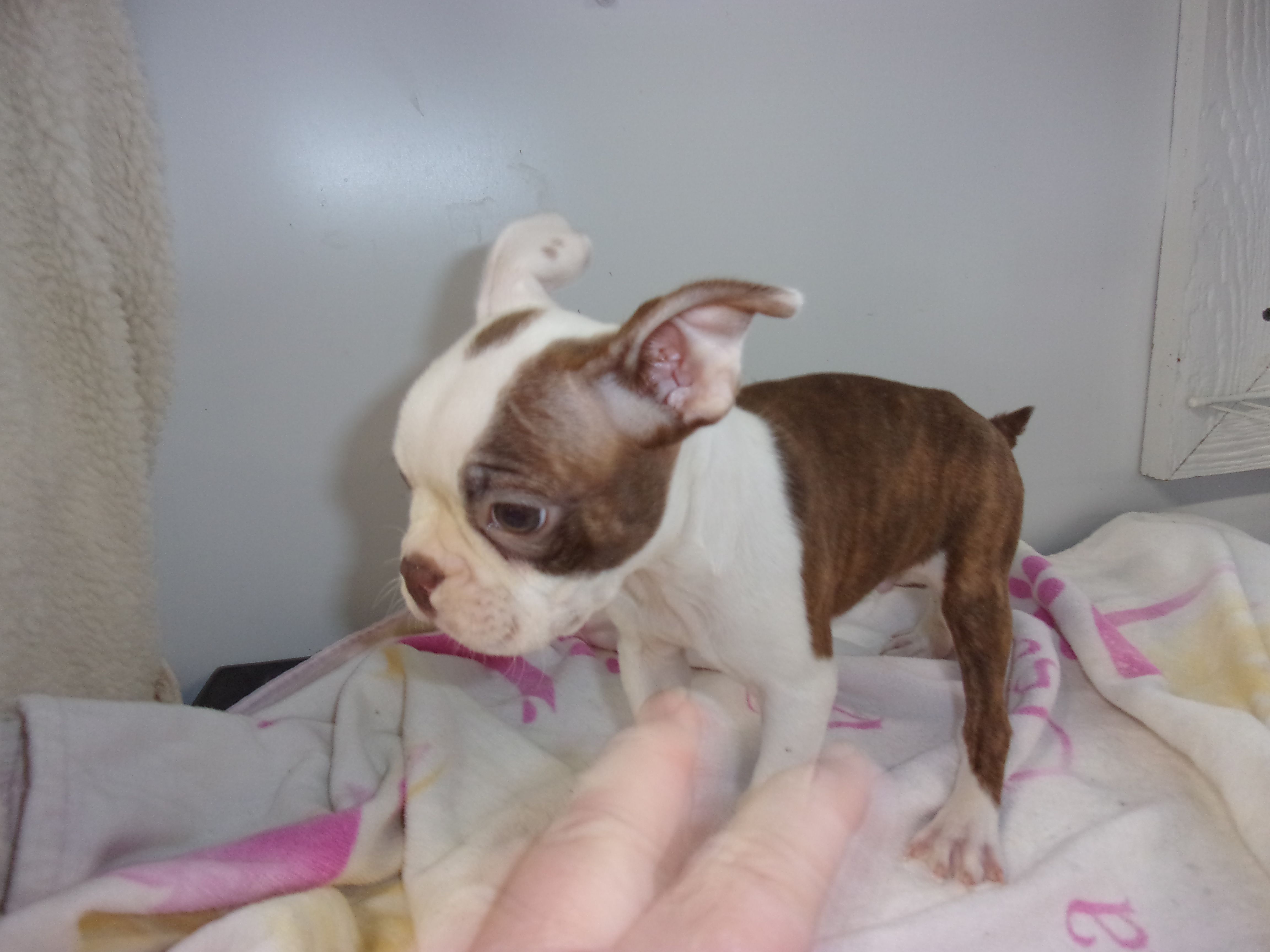 puppy, for, sale, Boston Terrier, Gayle  Baker, dog, breeder, Minneapolis, KS, dog-breeder, puppy-for-sale, forsale, nearby, find, puppyfind, locator, puppylocator, aca