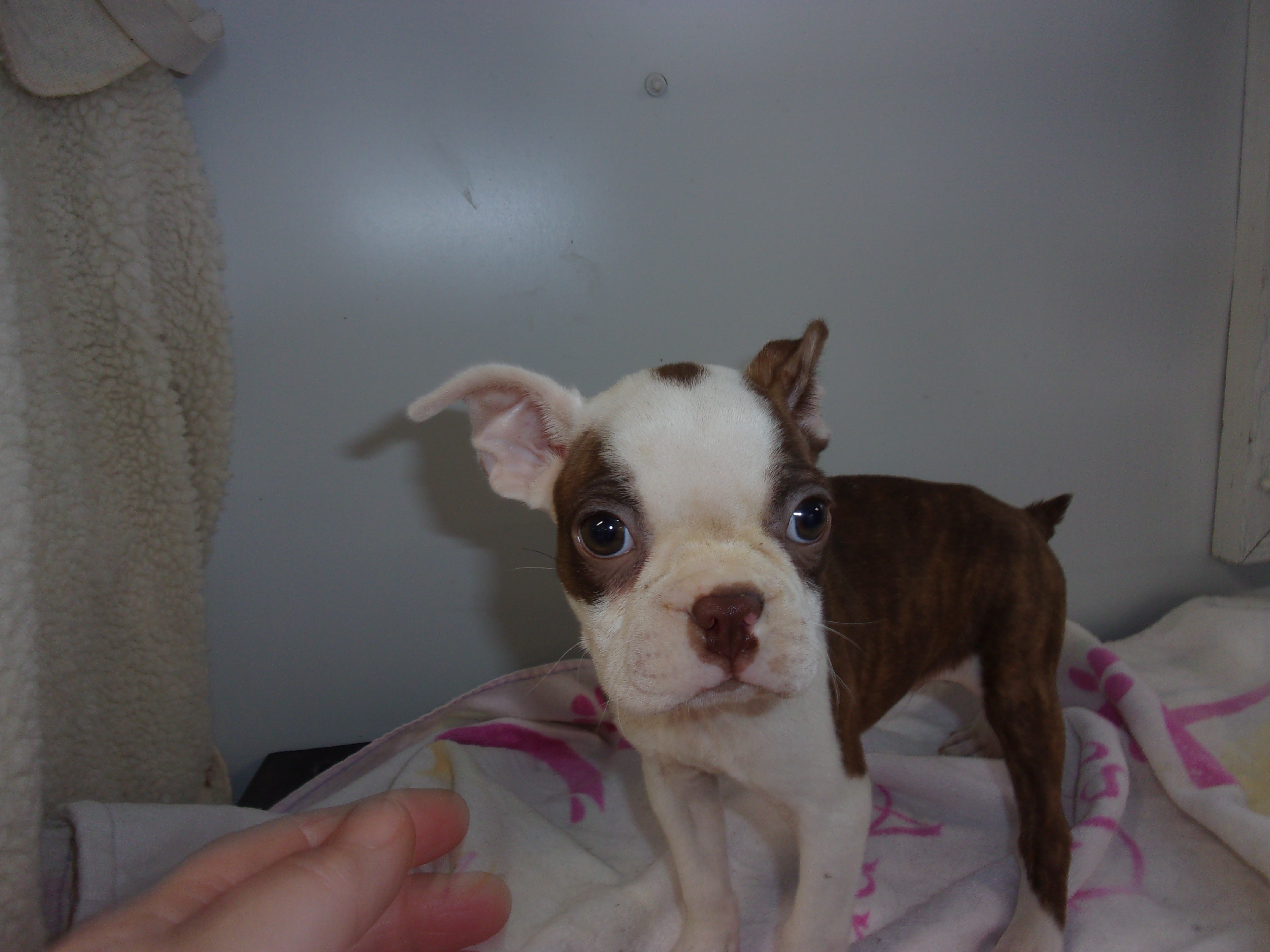 puppy, for, sale, Boston Terrier, Gayle  Baker, dog, breeder, Minneapolis, KS, dog-breeder, puppy-for-sale, forsale, nearby, find, puppyfind, locator, puppylocator, aca