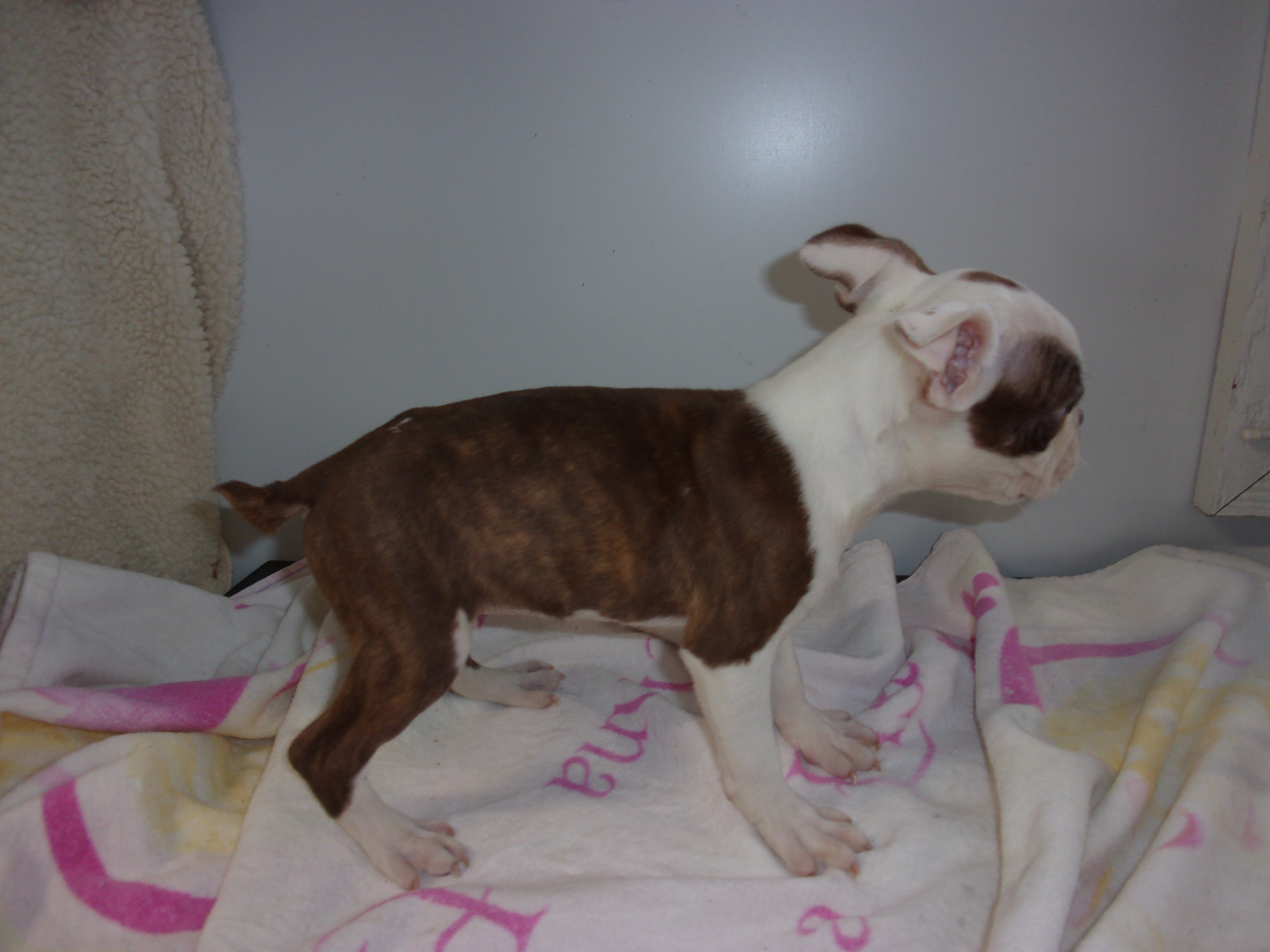 puppy, for, sale, Boston Terrier, Gayle  Baker, dog, breeder, Minneapolis, KS, dog-breeder, puppy-for-sale, forsale, nearby, find, puppyfind, locator, puppylocator, aca