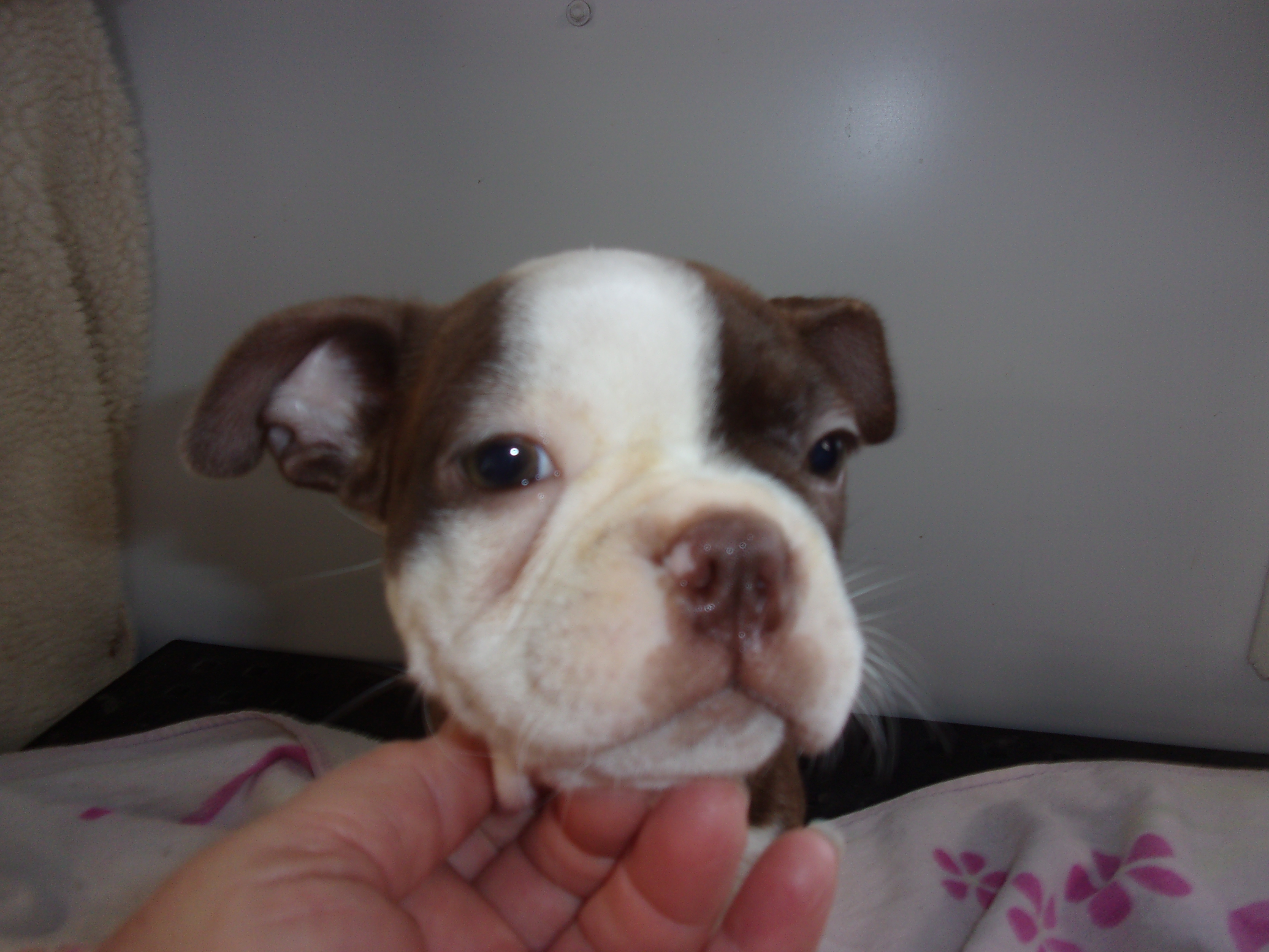 puppy, for, sale, Boston Terrier, Gayle  Baker, dog, breeder, Minneapolis, KS, dog-breeder, puppy-for-sale, forsale, nearby, find, puppyfind, locator, puppylocator, aca