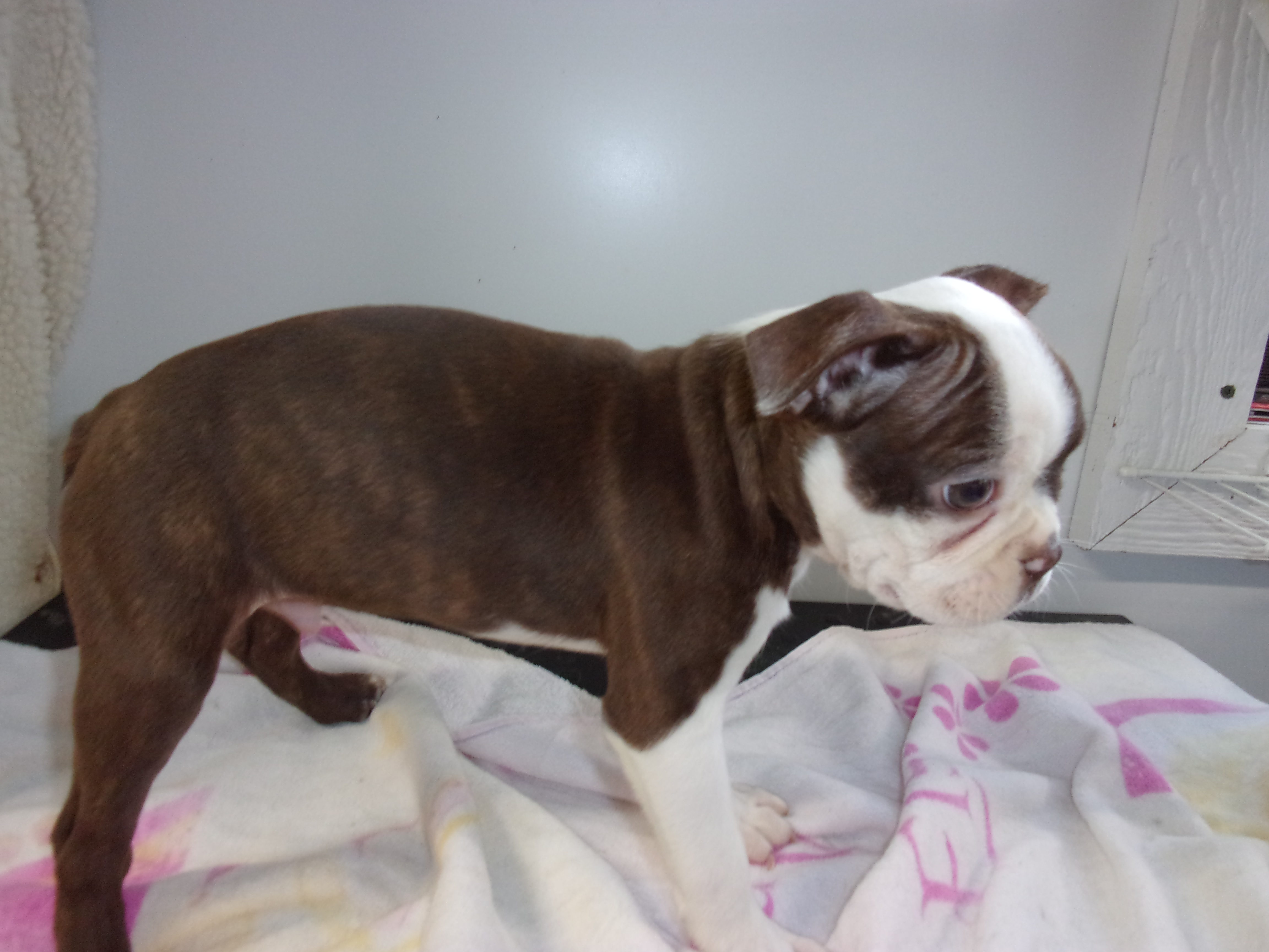 puppy, for, sale, Boston Terrier, Gayle  Baker, dog, breeder, Minneapolis, KS, dog-breeder, puppy-for-sale, forsale, nearby, find, puppyfind, locator, puppylocator, aca