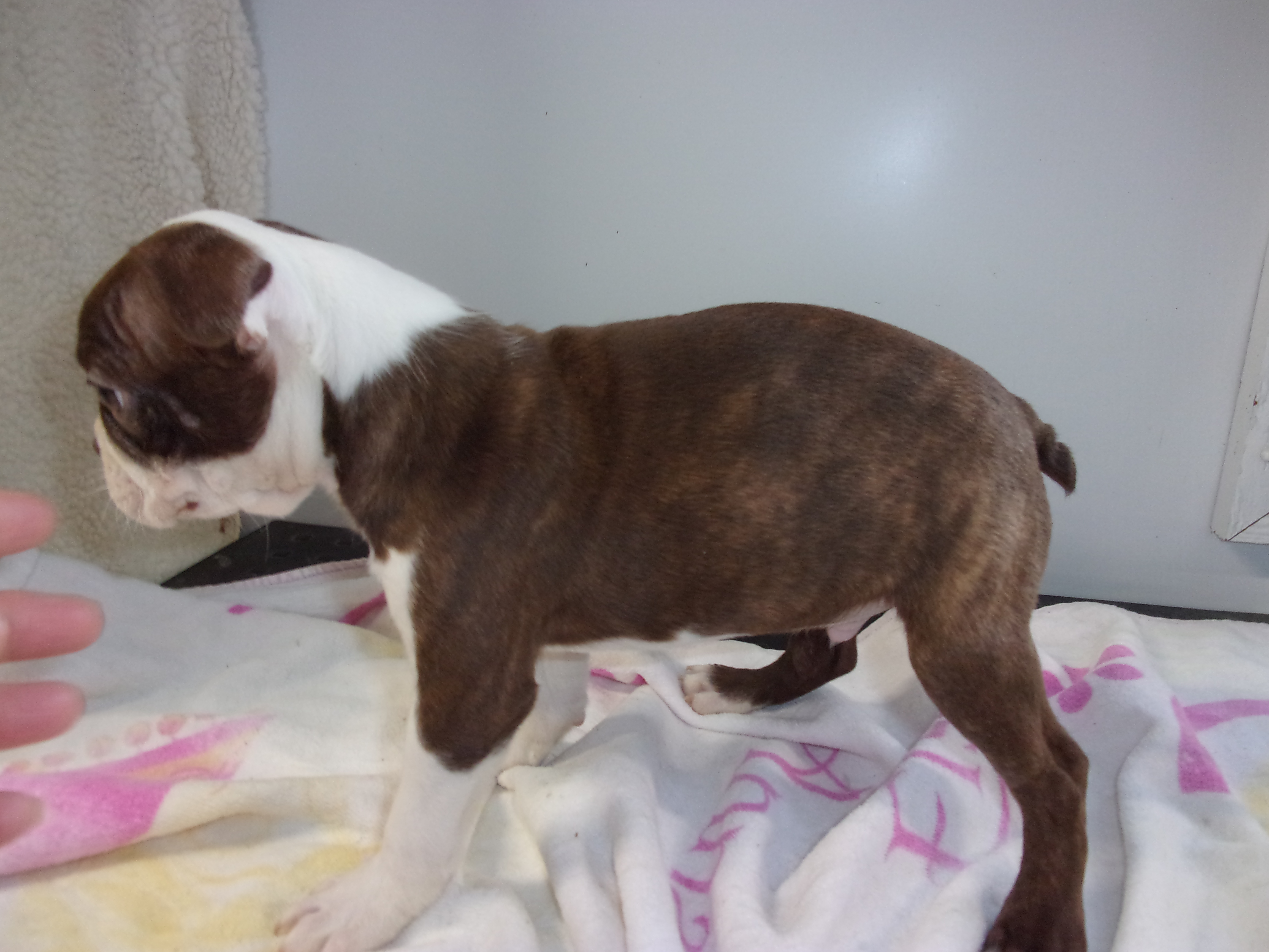 puppy, for, sale, Boston Terrier, Gayle  Baker, dog, breeder, Minneapolis, KS, dog-breeder, puppy-for-sale, forsale, nearby, find, puppyfind, locator, puppylocator, aca