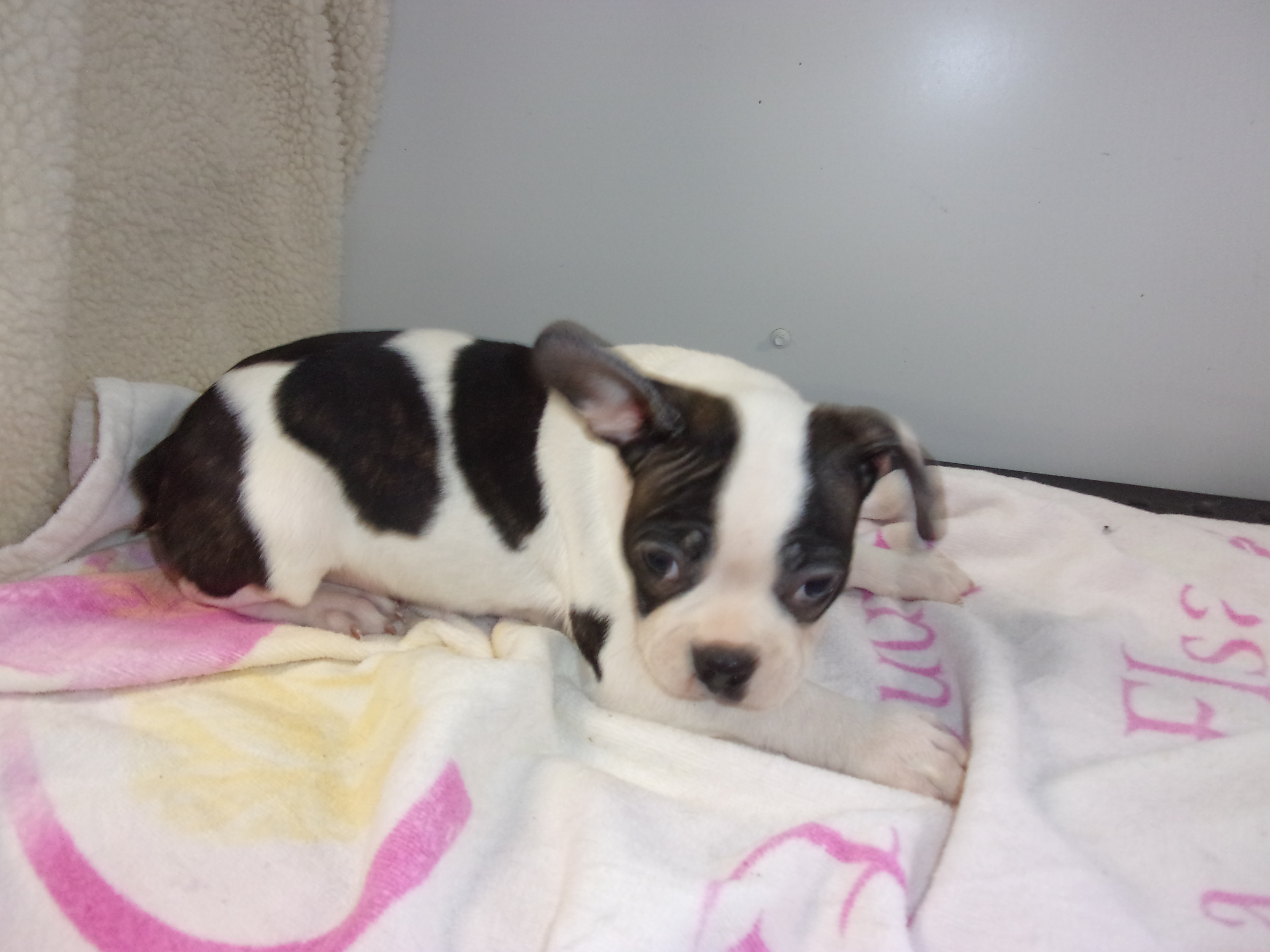 puppy, for, sale, Boston Terrier, Gayle  Baker, dog, breeder, Minneapolis, KS, dog-breeder, puppy-for-sale, forsale, nearby, find, puppyfind, locator, puppylocator, aca