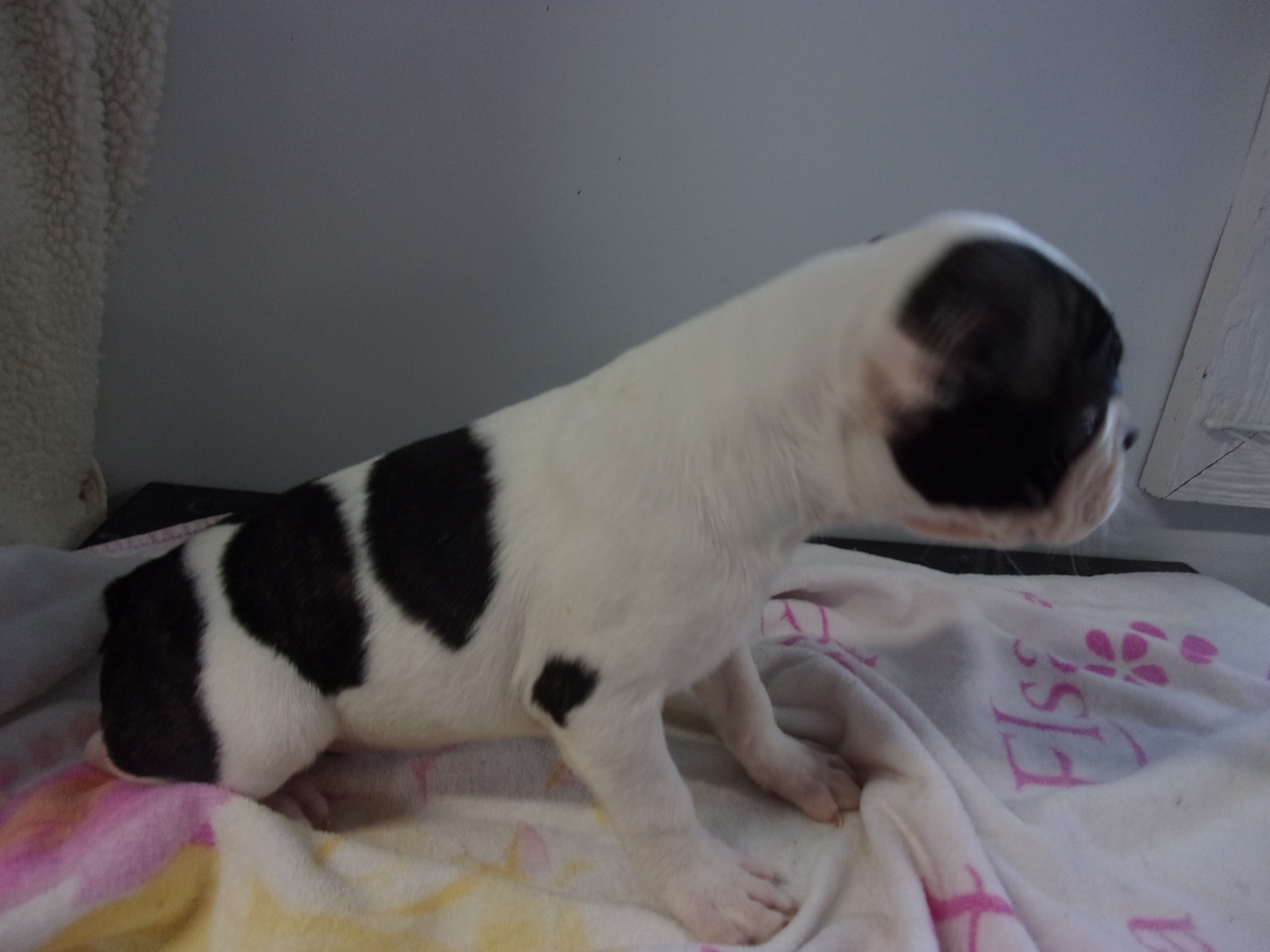 puppy, for, sale, Boston Terrier, Gayle  Baker, dog, breeder, Minneapolis, KS, dog-breeder, puppy-for-sale, forsale, nearby, find, puppyfind, locator, puppylocator, aca