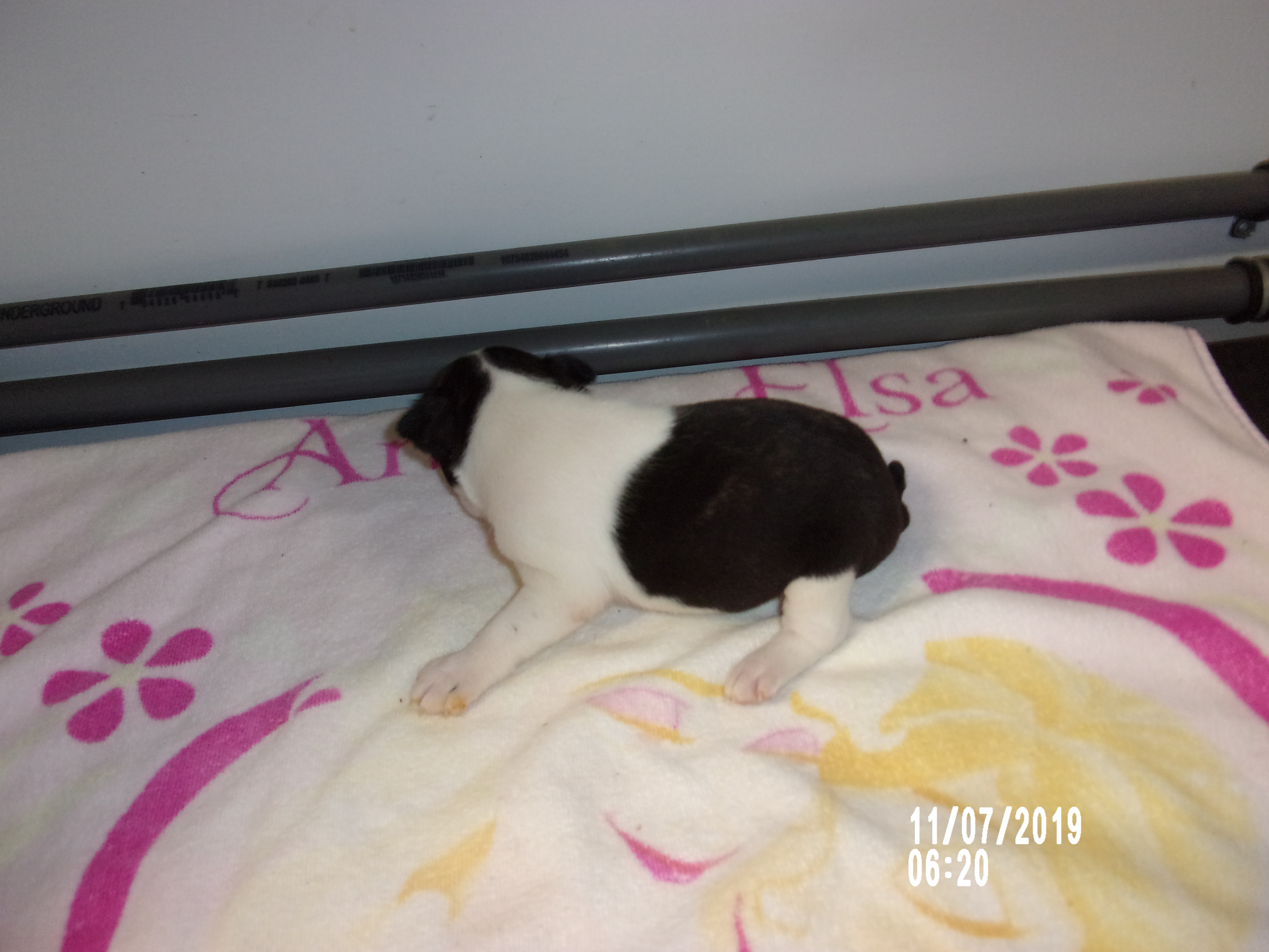 aca puppies for sale