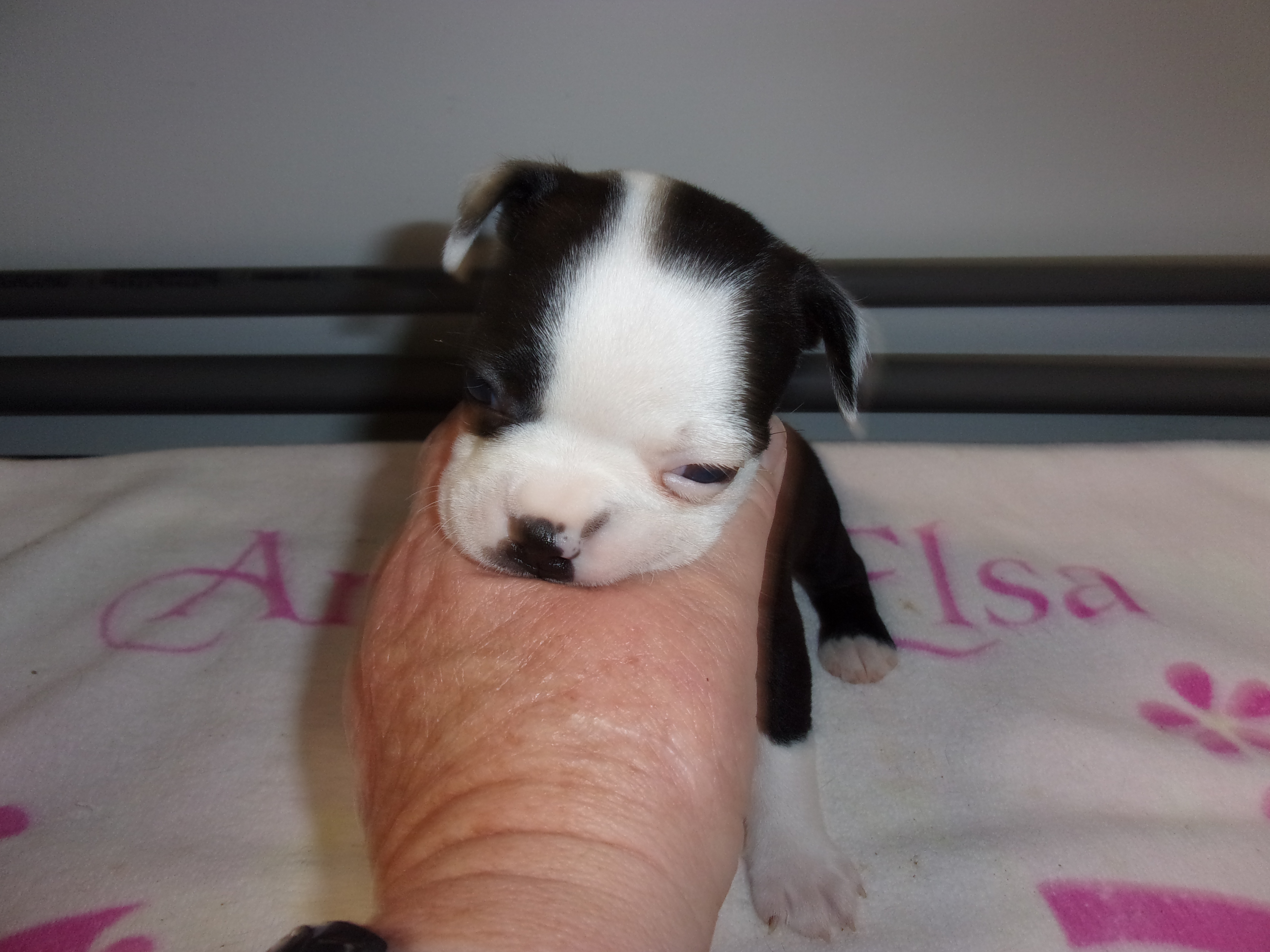 puppy, for, sale, Boston Terrier, Gayle  Baker, dog, breeder, Minneapolis, KS, dog-breeder, puppy-for-sale, forsale, nearby, find, puppyfind, locator, puppylocator, aca