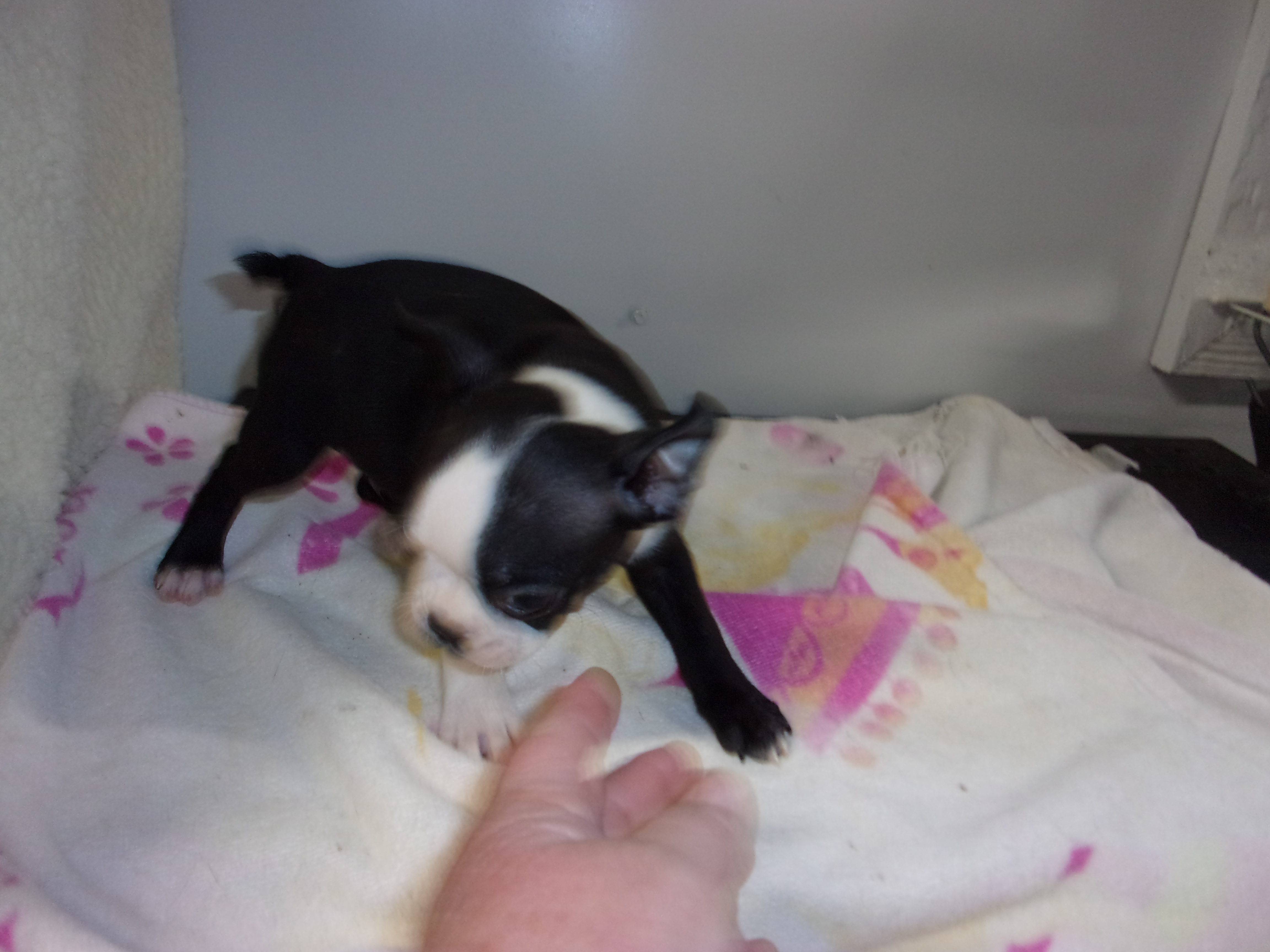 puppy, for, sale, Boston Terrier, Gayle  Baker, dog, breeder, Minneapolis, KS, dog-breeder, puppy-for-sale, forsale, nearby, find, puppyfind, locator, puppylocator, aca