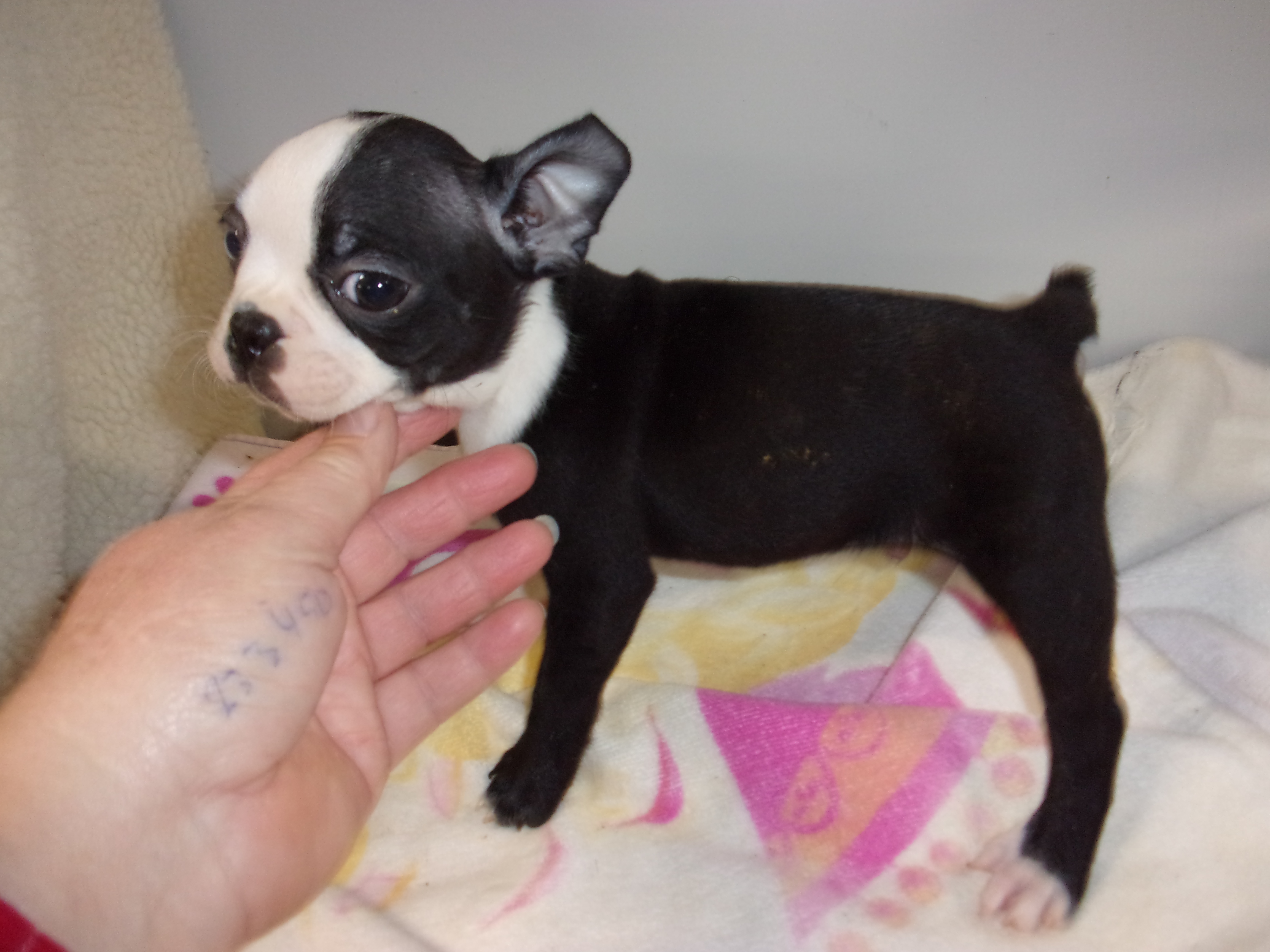 puppy, for, sale, Boston Terrier, Gayle  Baker, dog, breeder, Minneapolis, KS, dog-breeder, puppy-for-sale, forsale, nearby, find, puppyfind, locator, puppylocator, aca