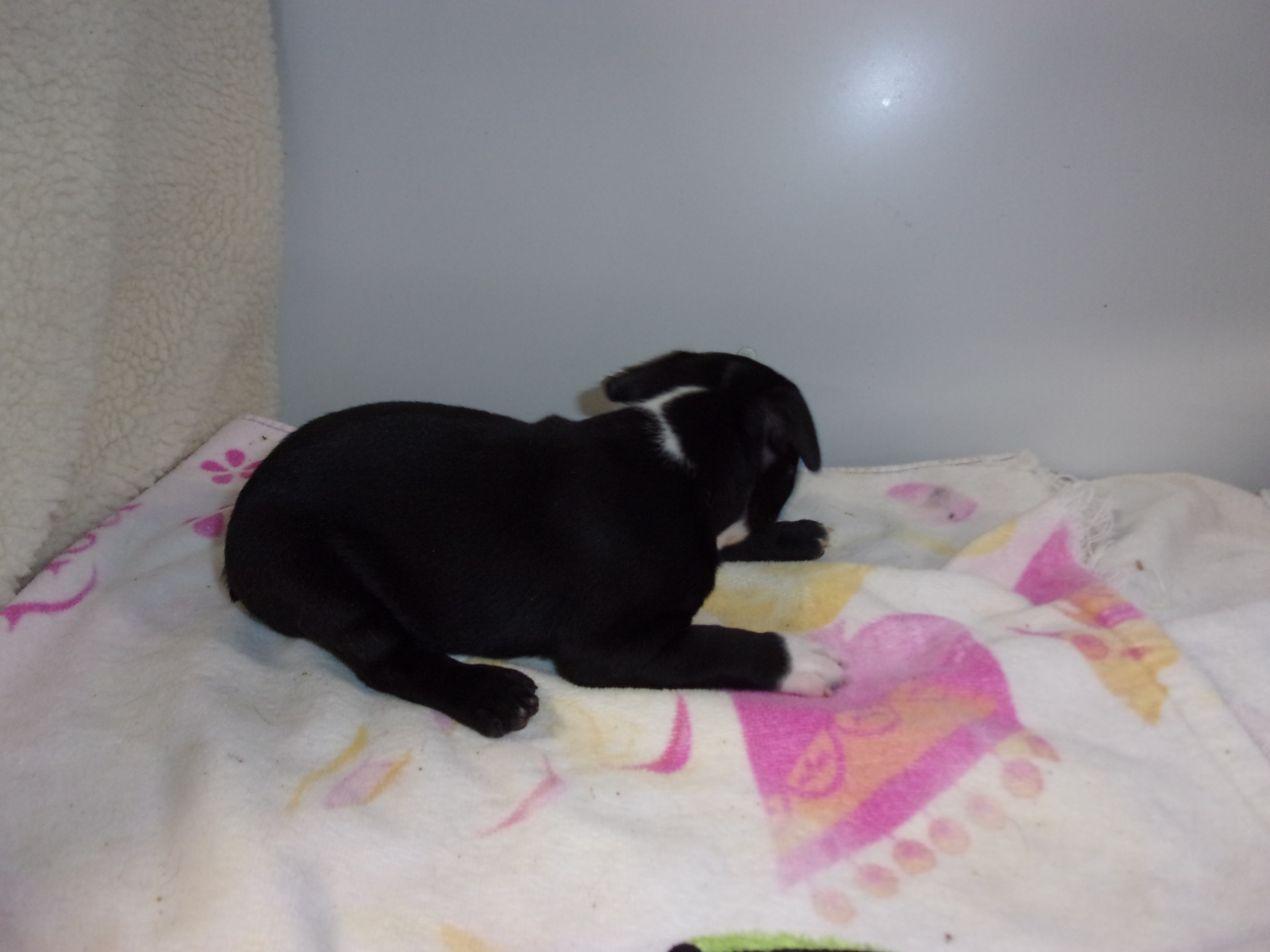 puppy, for, sale, Boston Terrier, Gayle  Baker, dog, breeder, Minneapolis, KS, dog-breeder, puppy-for-sale, forsale, nearby, find, puppyfind, locator, puppylocator, aca