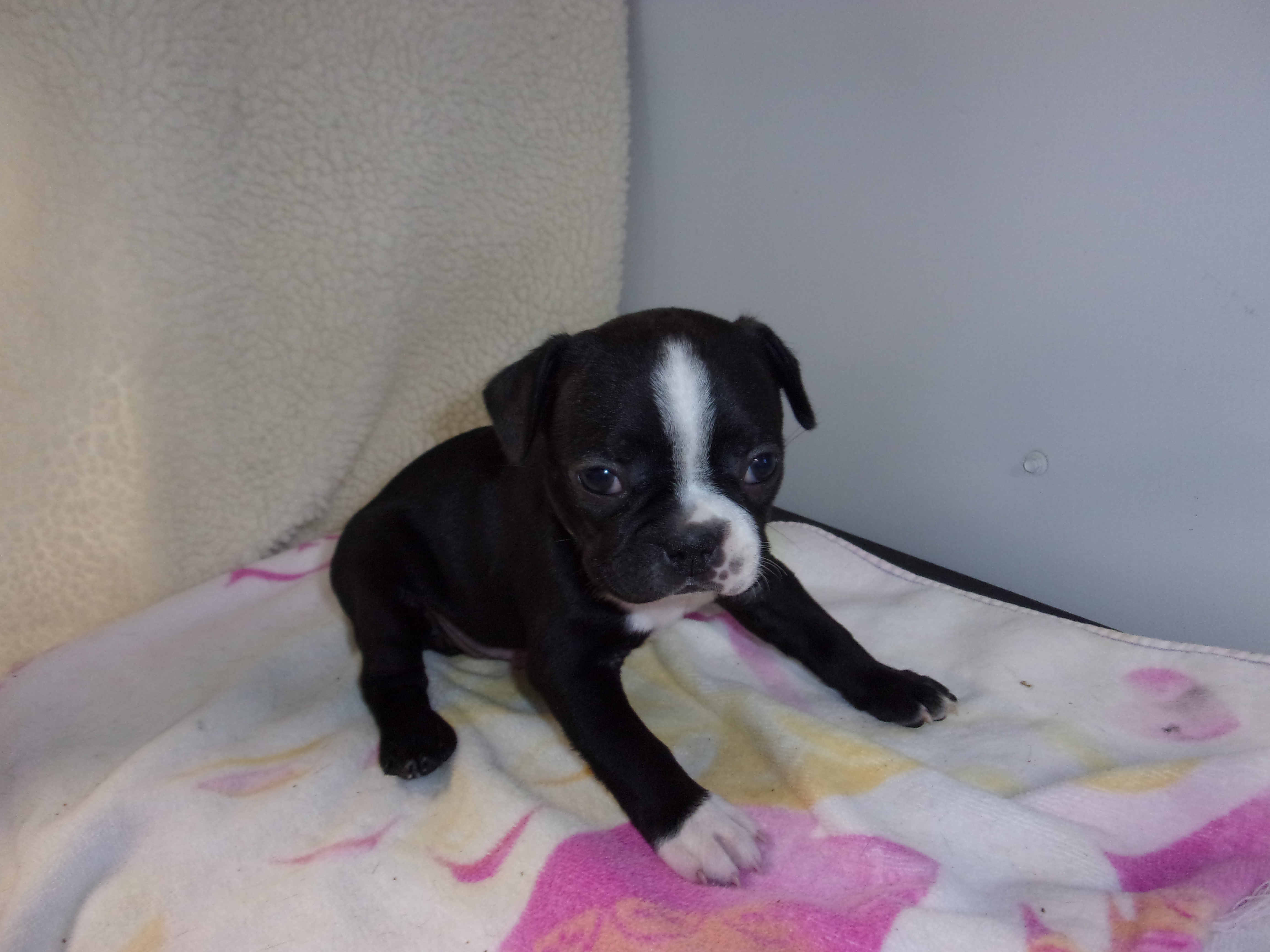 puppy, for, sale, Boston Terrier, Gayle  Baker, dog, breeder, Minneapolis, KS, dog-breeder, puppy-for-sale, forsale, nearby, find, puppyfind, locator, puppylocator, aca