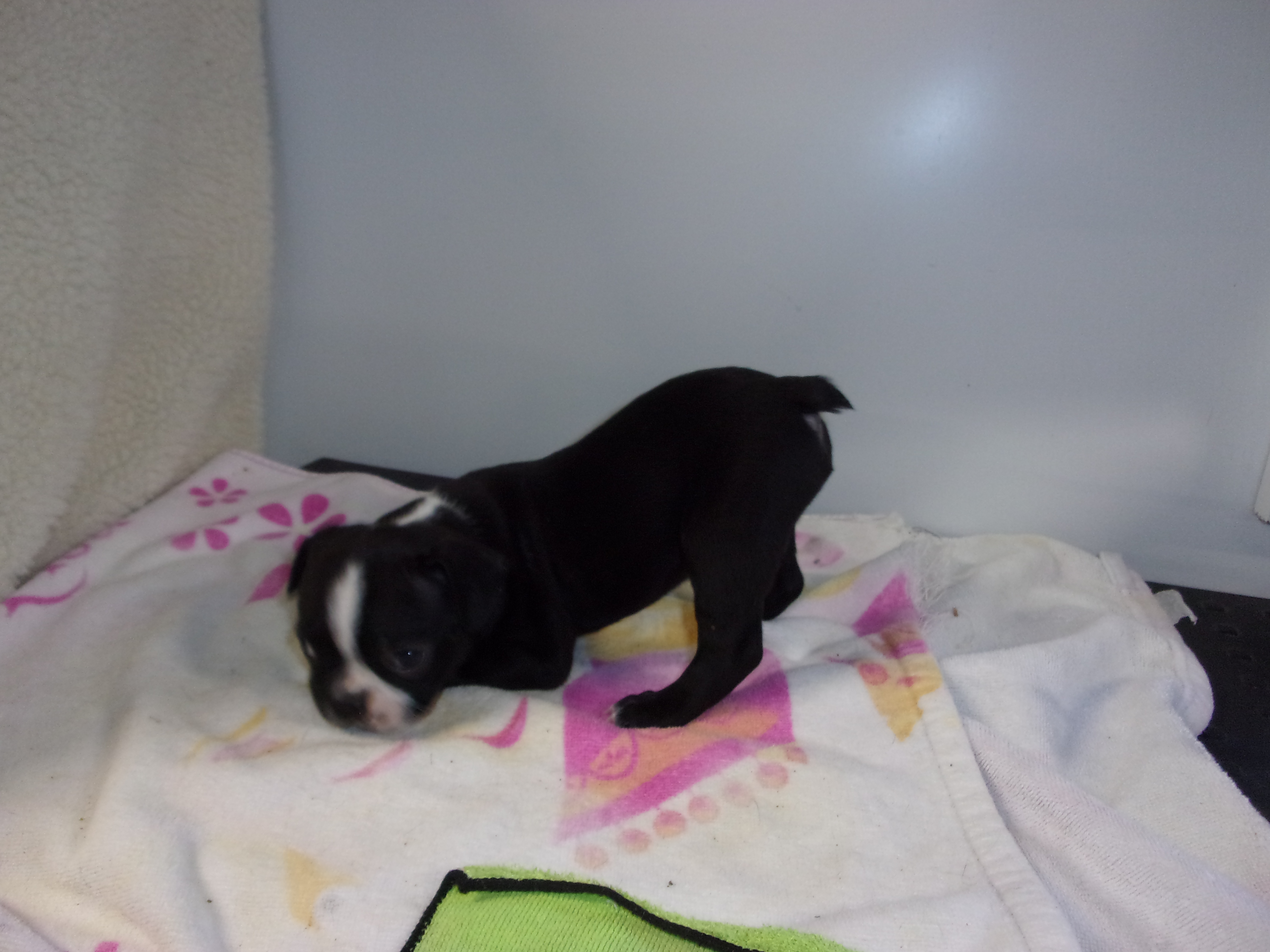 puppy, for, sale, Boston Terrier, Gayle  Baker, dog, breeder, Minneapolis, KS, dog-breeder, puppy-for-sale, forsale, nearby, find, puppyfind, locator, puppylocator, aca