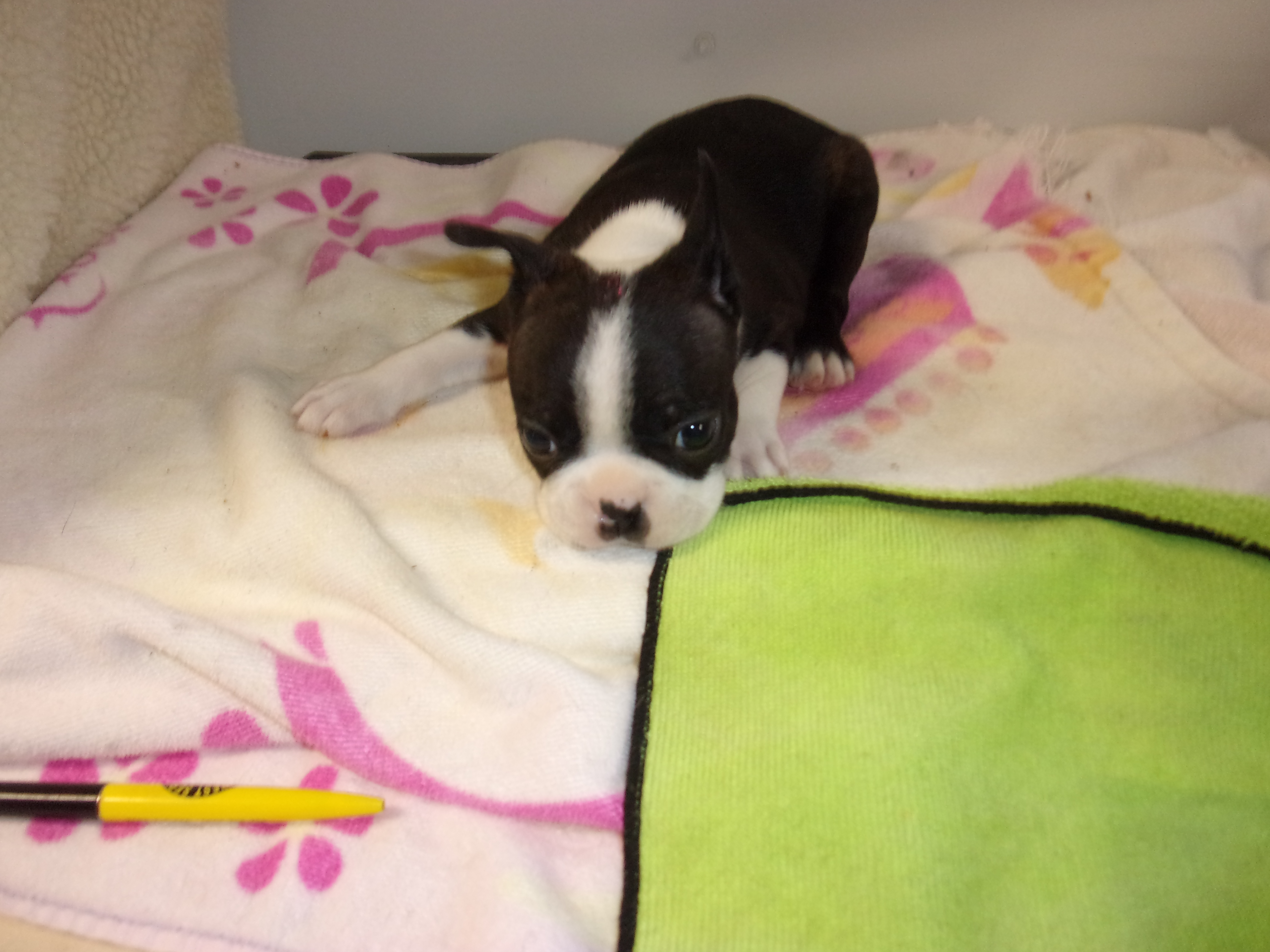 puppy, for, sale, Boston Terrier, Gayle  Baker, dog, breeder, Minneapolis, KS, dog-breeder, puppy-for-sale, forsale, nearby, find, puppyfind, locator, puppylocator, aca