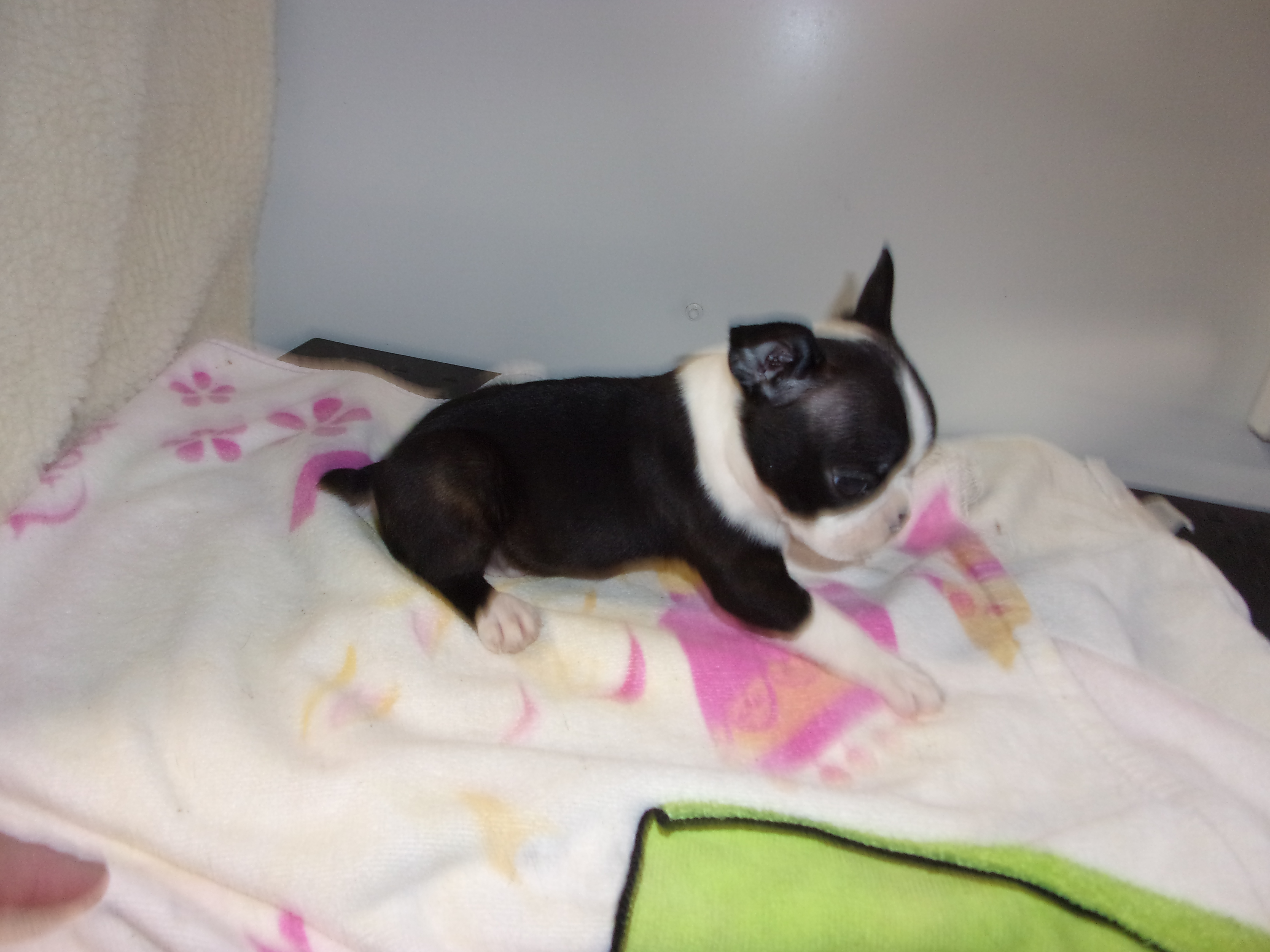 puppy, for, sale, Boston Terrier, Gayle  Baker, dog, breeder, Minneapolis, KS, dog-breeder, puppy-for-sale, forsale, nearby, find, puppyfind, locator, puppylocator, aca