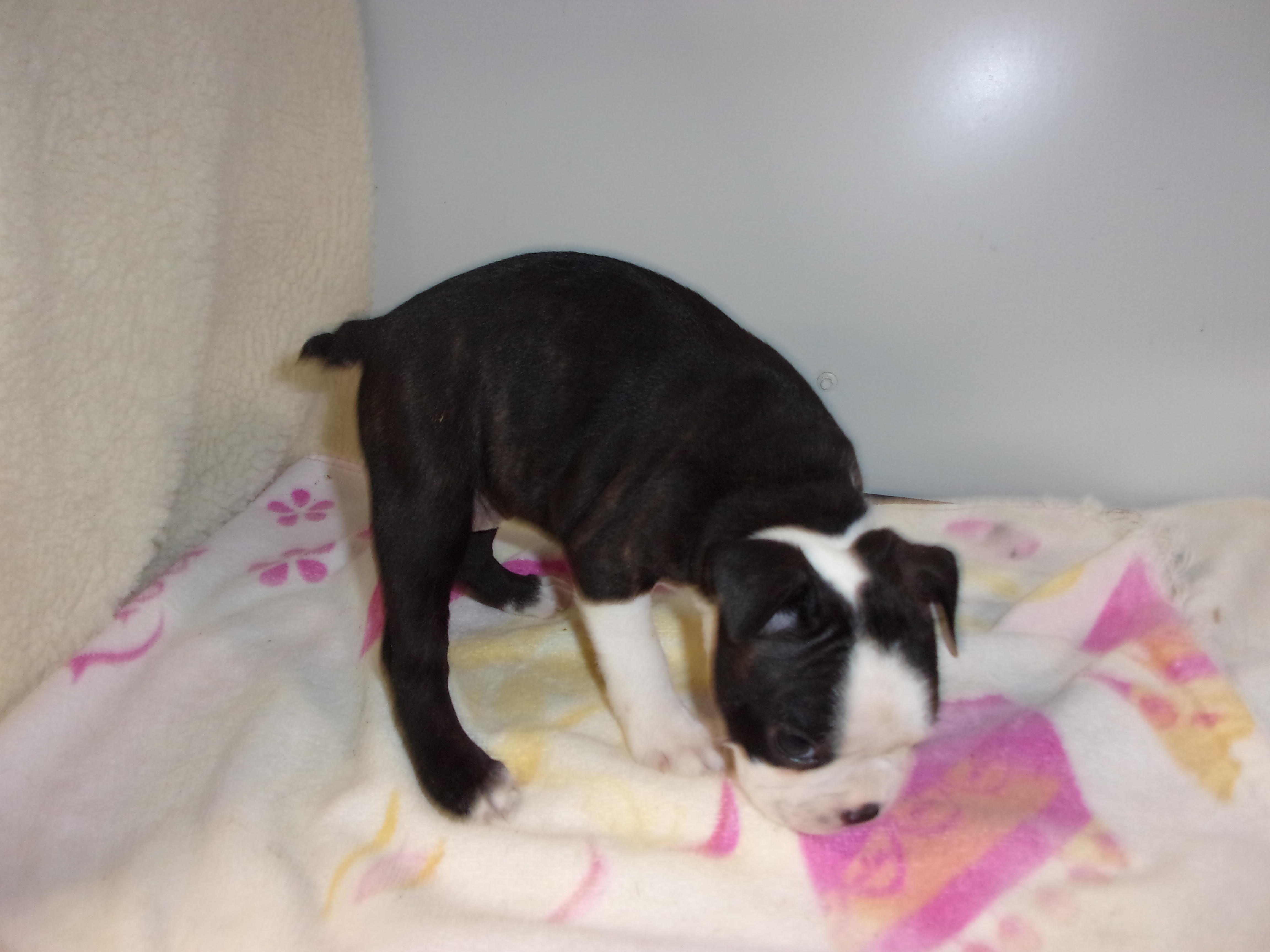 puppy, for, sale, Boston Terrier, Gayle  Baker, dog, breeder, Minneapolis, KS, dog-breeder, puppy-for-sale, forsale, nearby, find, puppyfind, locator, puppylocator, aca