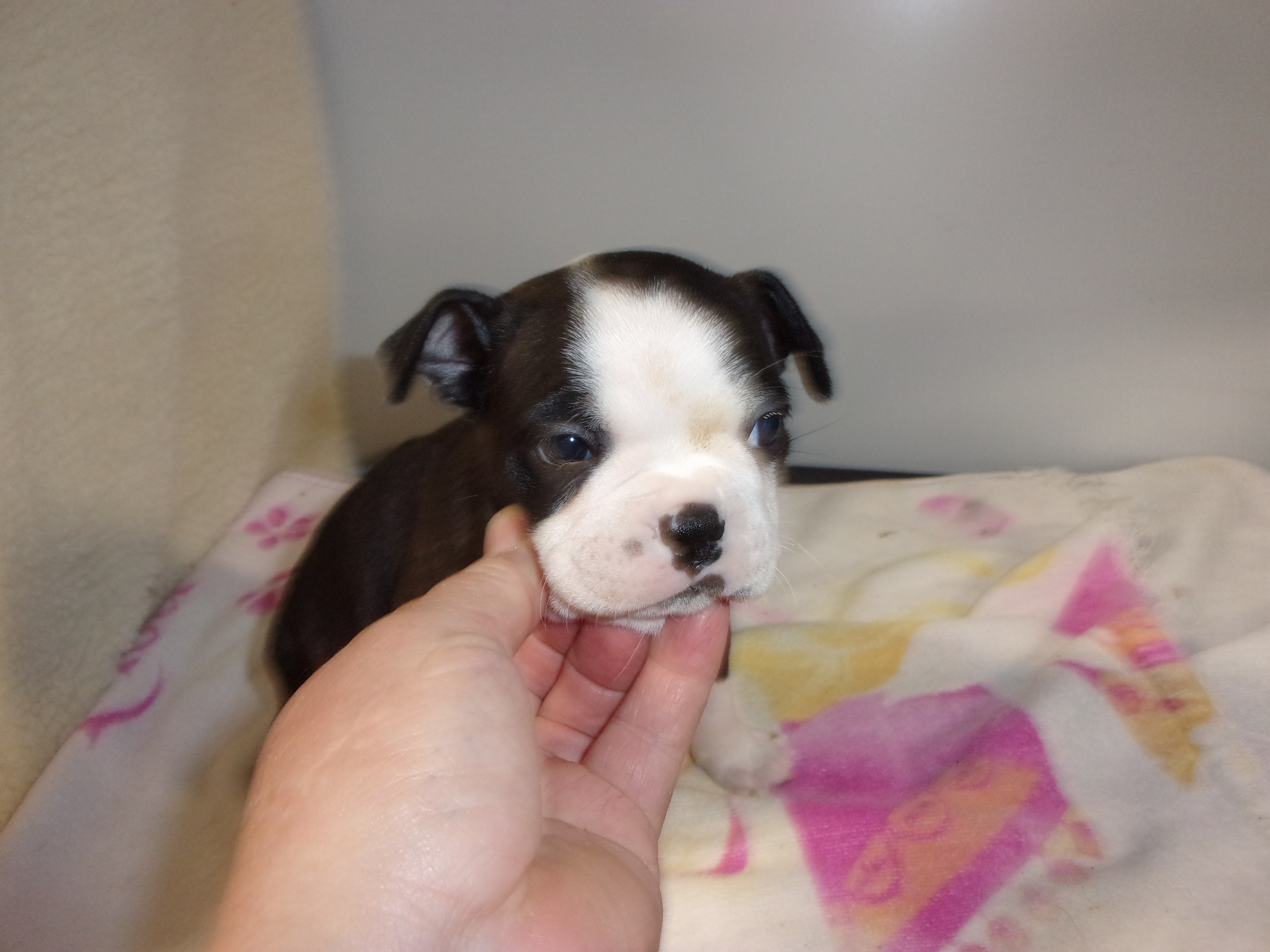 puppy, for, sale, Boston Terrier, Gayle  Baker, dog, breeder, Minneapolis, KS, dog-breeder, puppy-for-sale, forsale, nearby, find, puppyfind, locator, puppylocator, aca