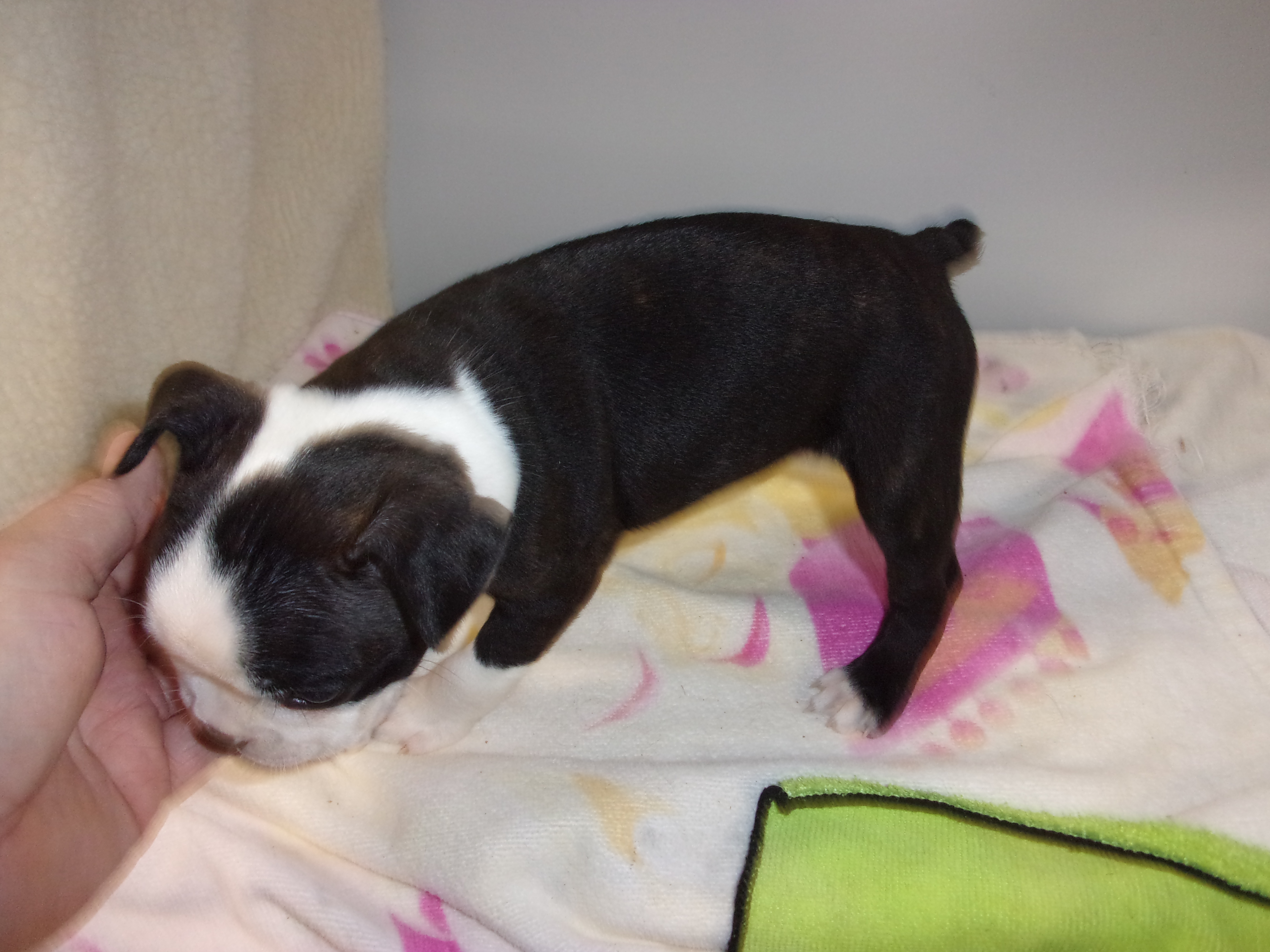 puppy, for, sale, Boston Terrier, Gayle  Baker, dog, breeder, Minneapolis, KS, dog-breeder, puppy-for-sale, forsale, nearby, find, puppyfind, locator, puppylocator, aca