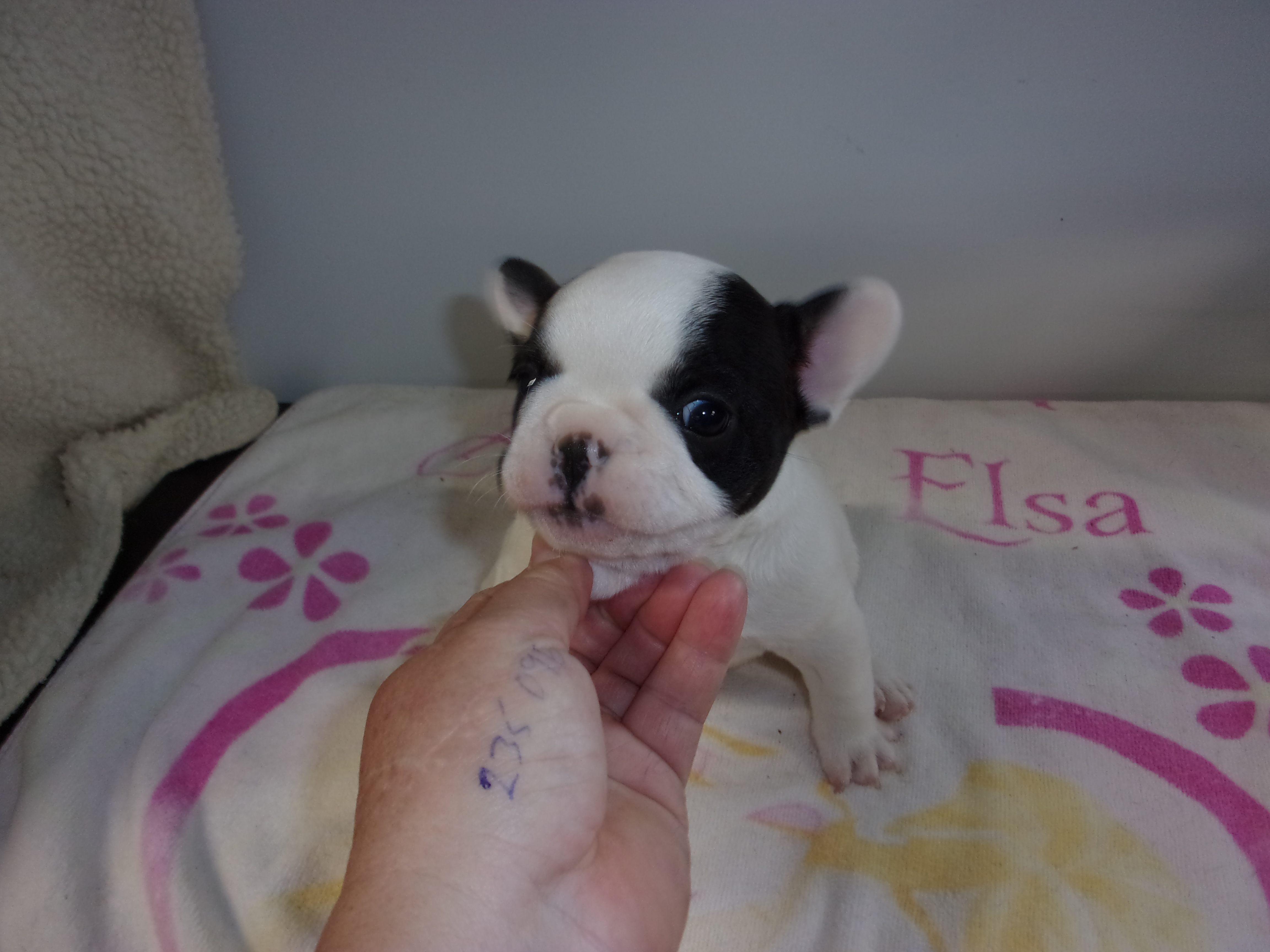 puppy, for, sale, French Bulldog, Gayle  Baker, dog, breeder, Minneapolis, KS, dog-breeder, puppy-for-sale, forsale, nearby, find, puppyfind, locator, puppylocator, aca