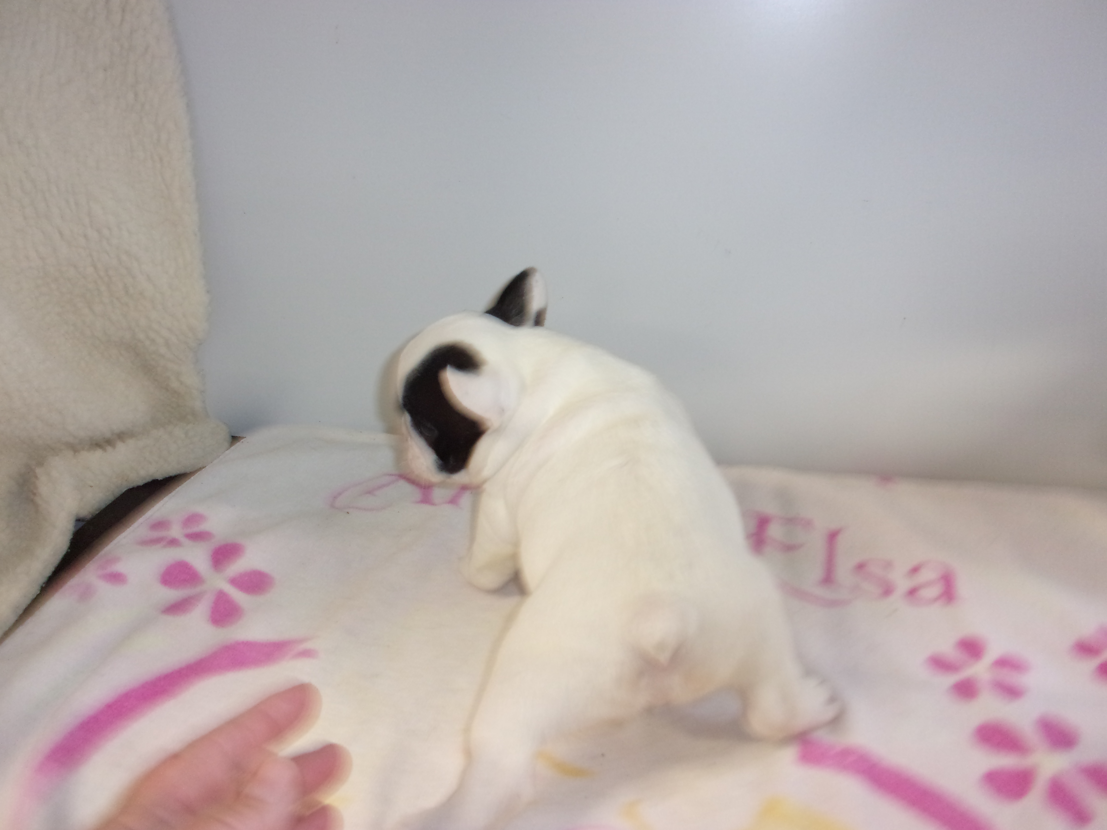 puppy, for, sale, French Bulldog, Gayle  Baker, dog, breeder, Minneapolis, KS, dog-breeder, puppy-for-sale, forsale, nearby, find, puppyfind, locator, puppylocator, aca