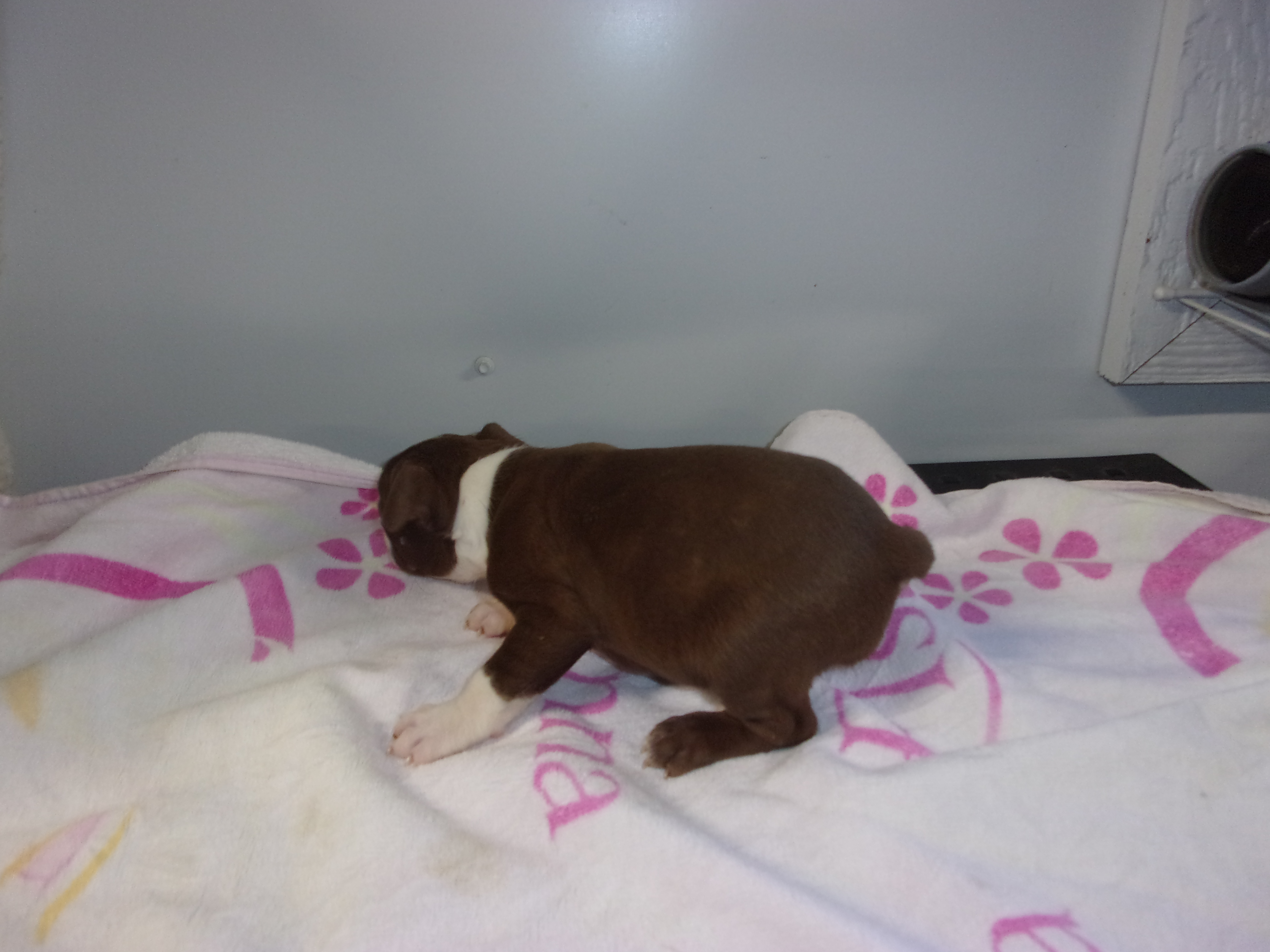 puppy, for, sale, Boston Terrier, Gayle  Baker, dog, breeder, Minneapolis, KS, dog-breeder, puppy-for-sale, forsale, nearby, find, puppyfind, locator, puppylocator, aca