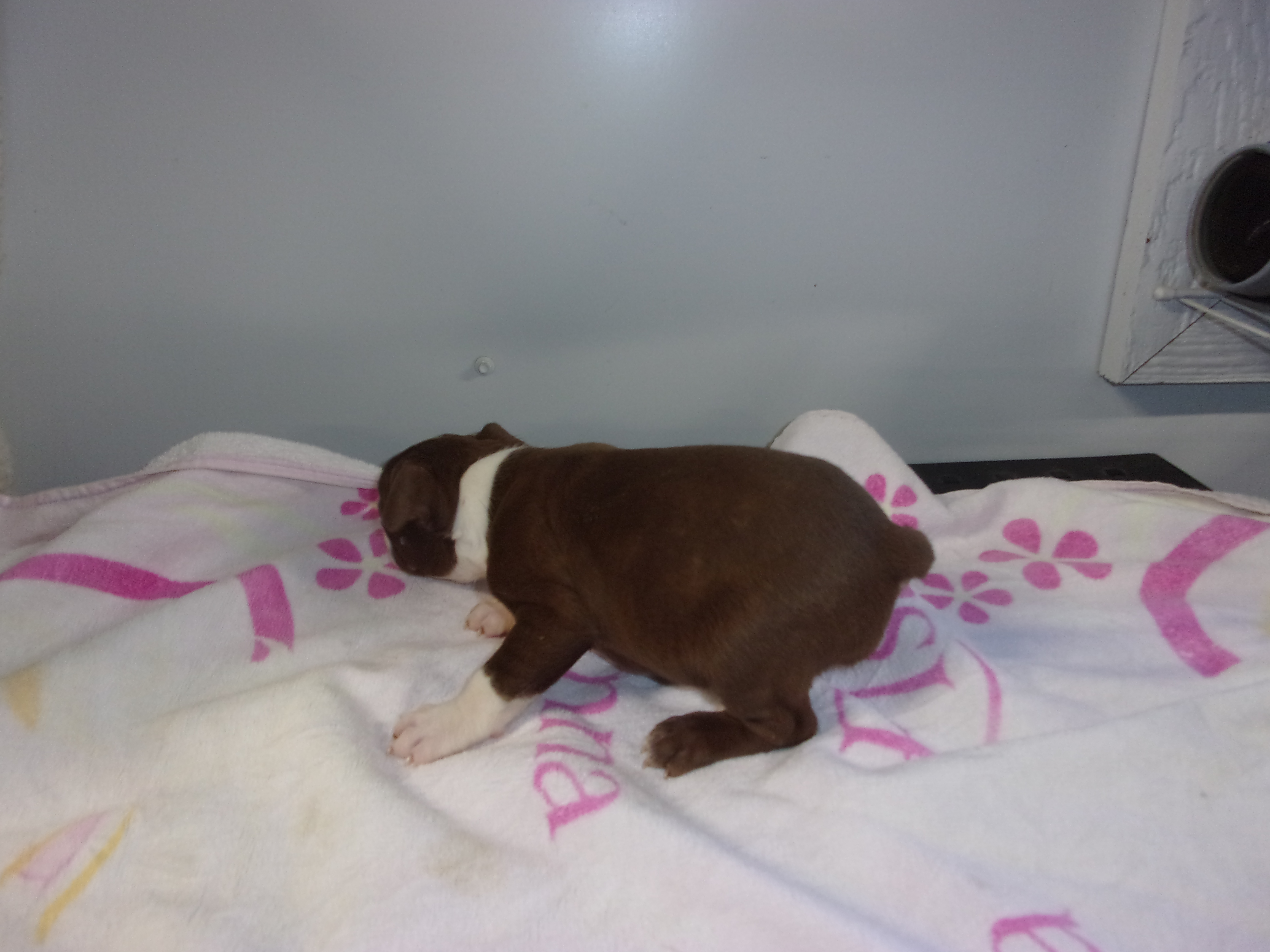 puppy, for, sale, Boston Terrier, Gayle  Baker, dog, breeder, Minneapolis, KS, dog-breeder, puppy-for-sale, forsale, nearby, find, puppyfind, locator, puppylocator, aca